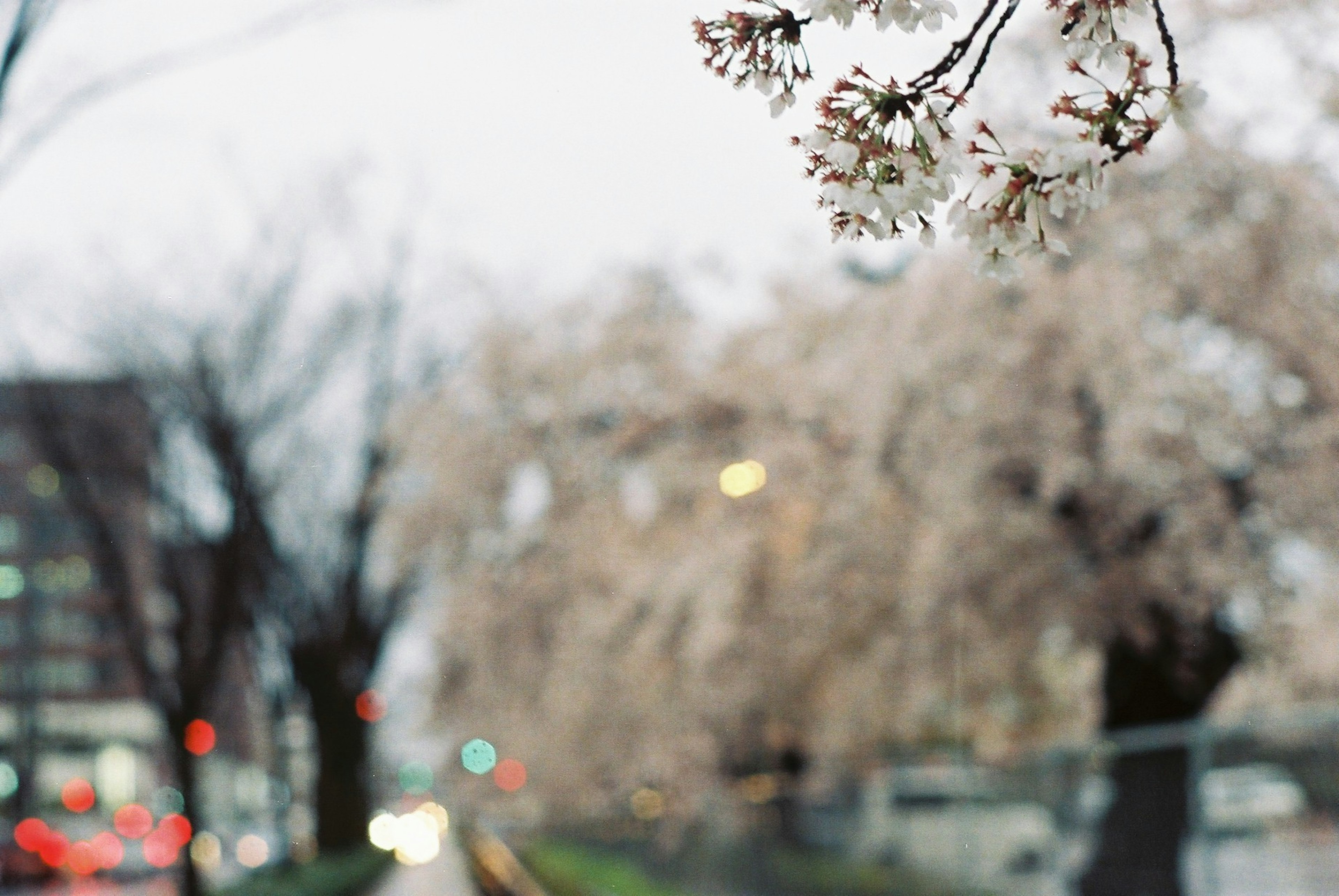 桜の花が咲く道の景色 ぼやけた背景に淡いピンクの花