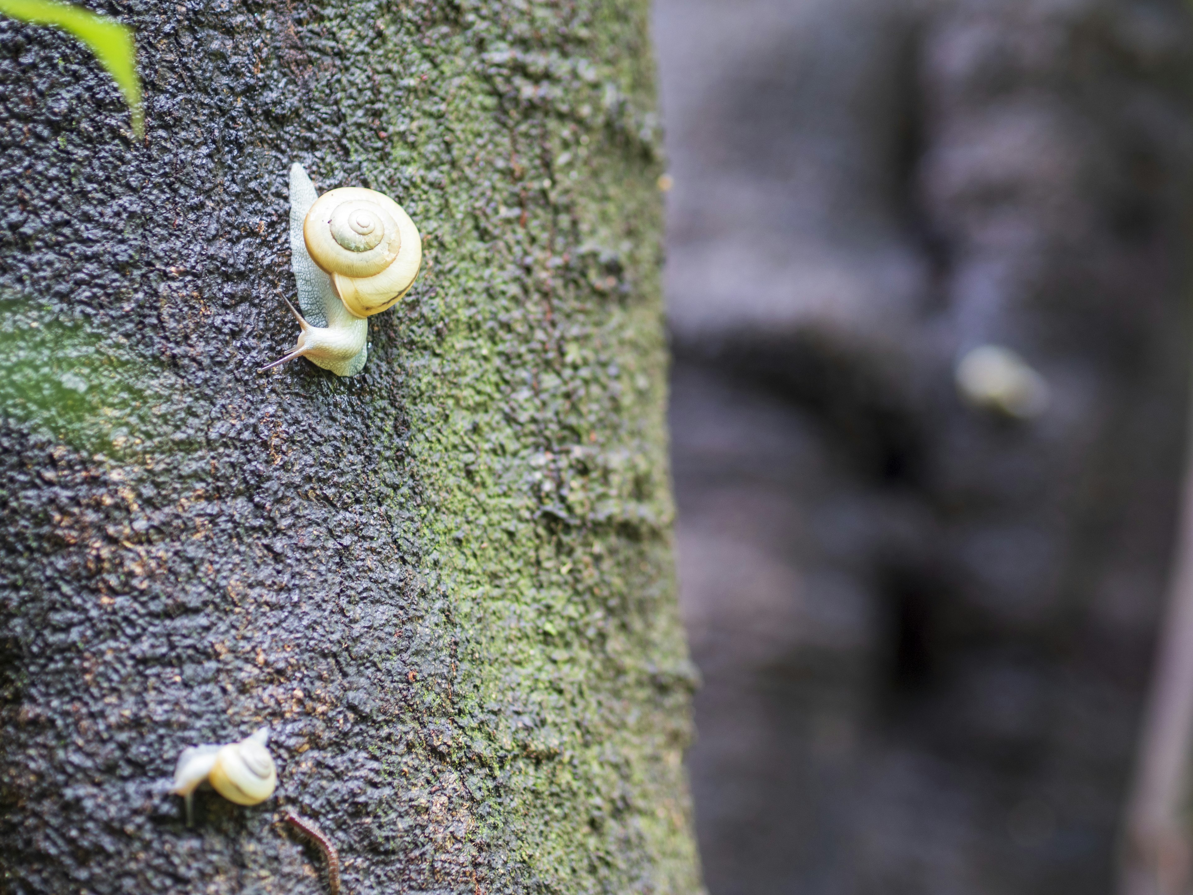 Cluster of white snails on a tree trunk