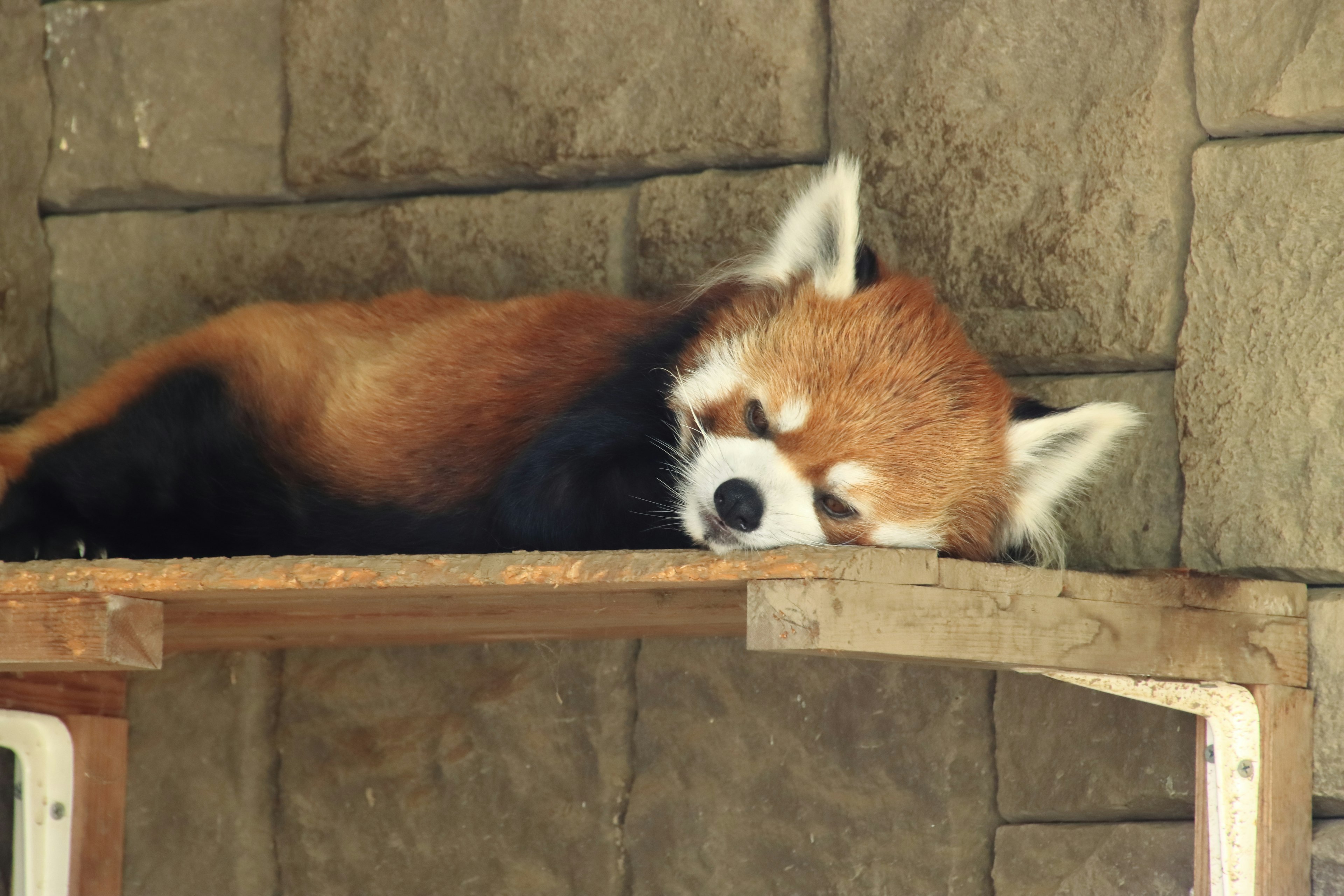 Un panda roux dormant sur une étagère en bois