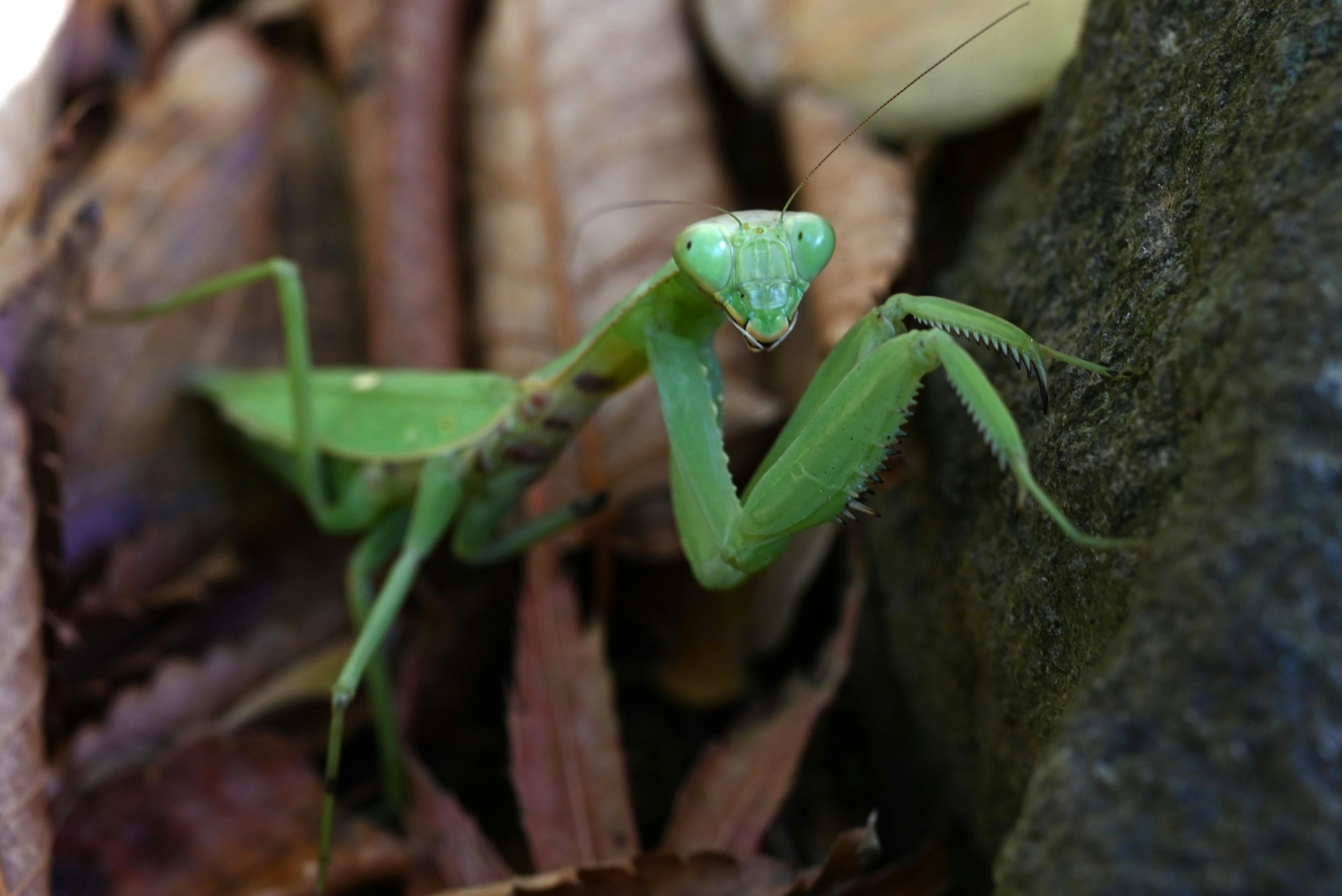 Mantide verde che riposa su foglie