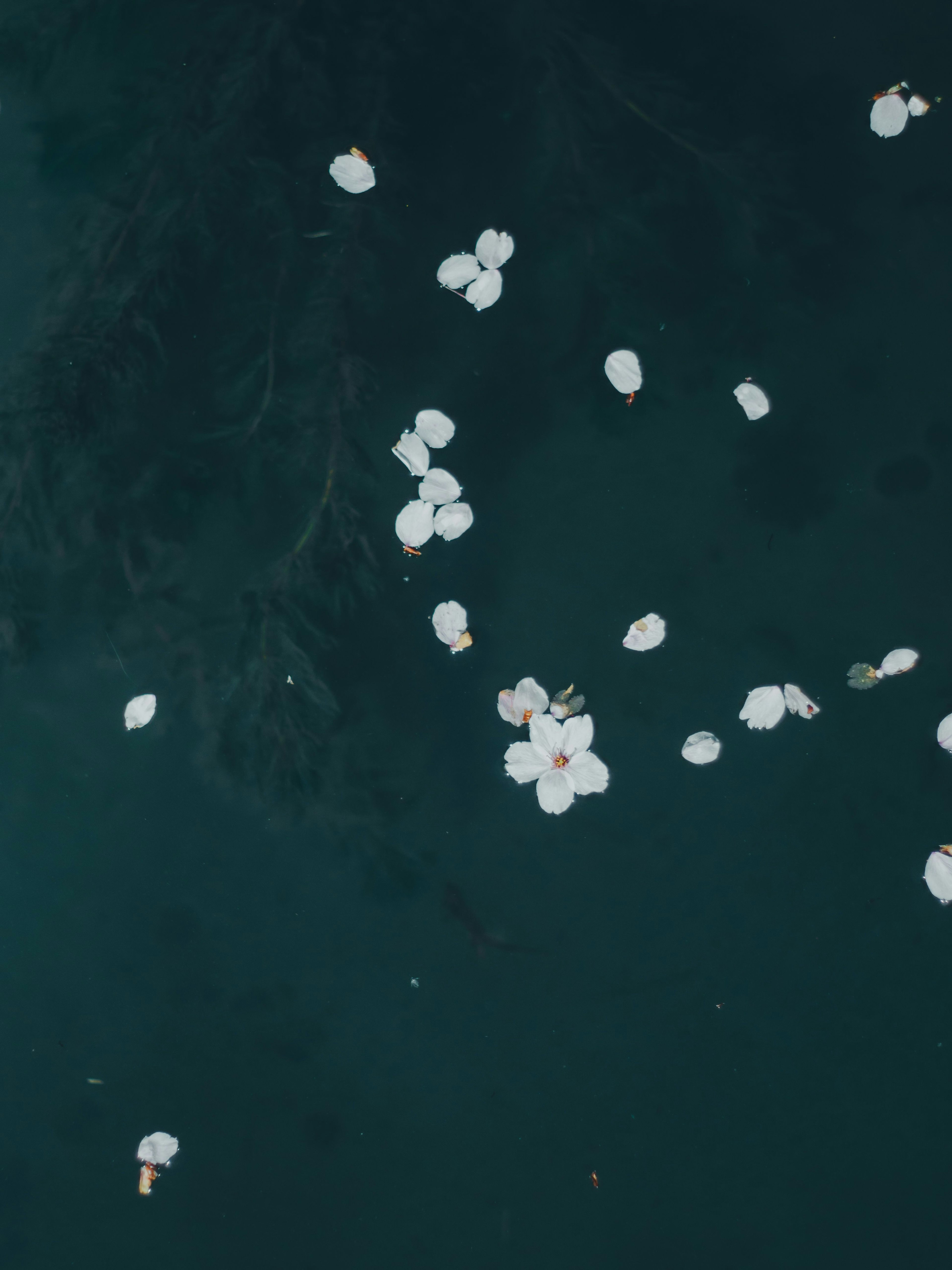 水面に浮かぶ白い花びらと暗い背景のコントラスト