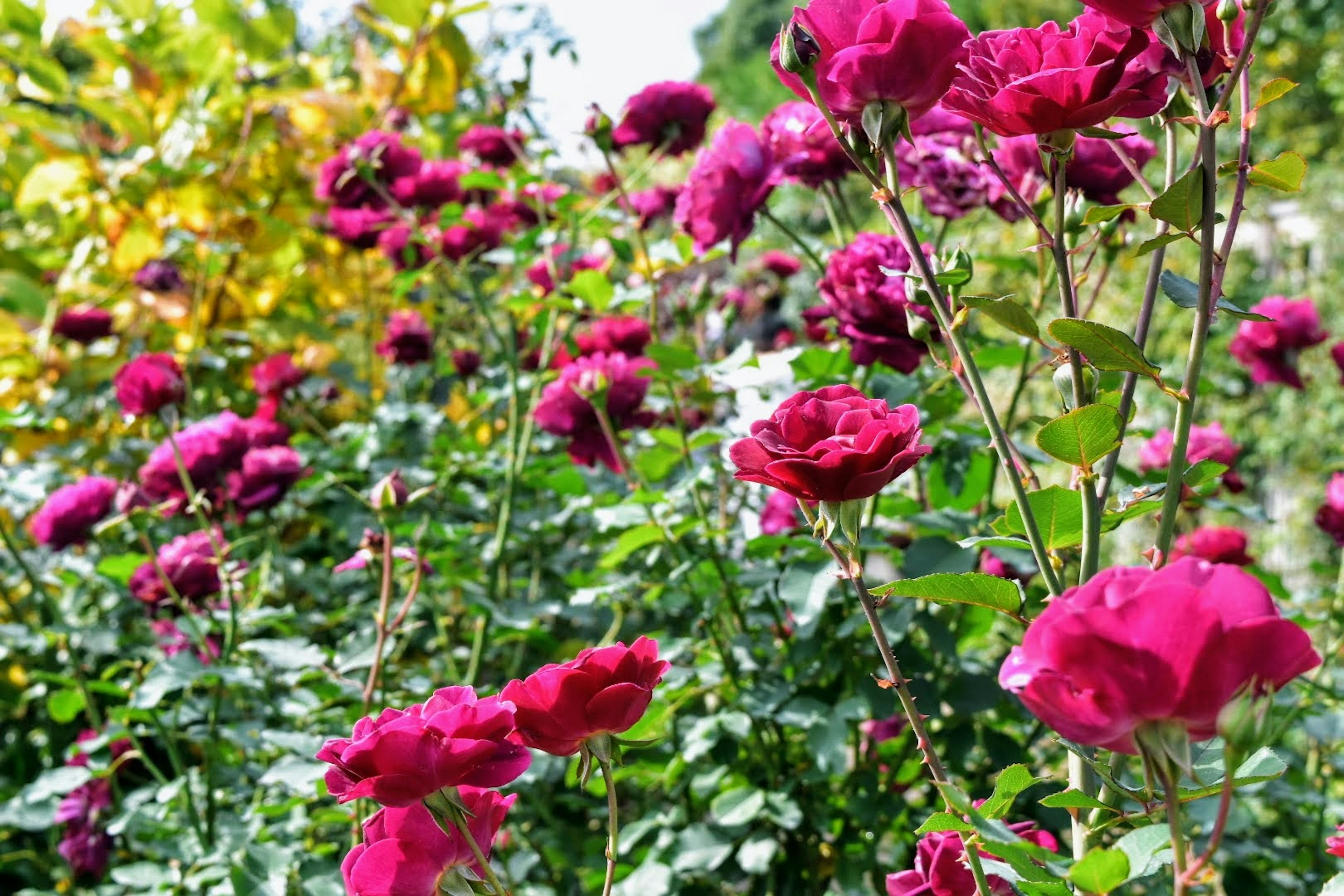 Vibrant pink roses blooming in a garden