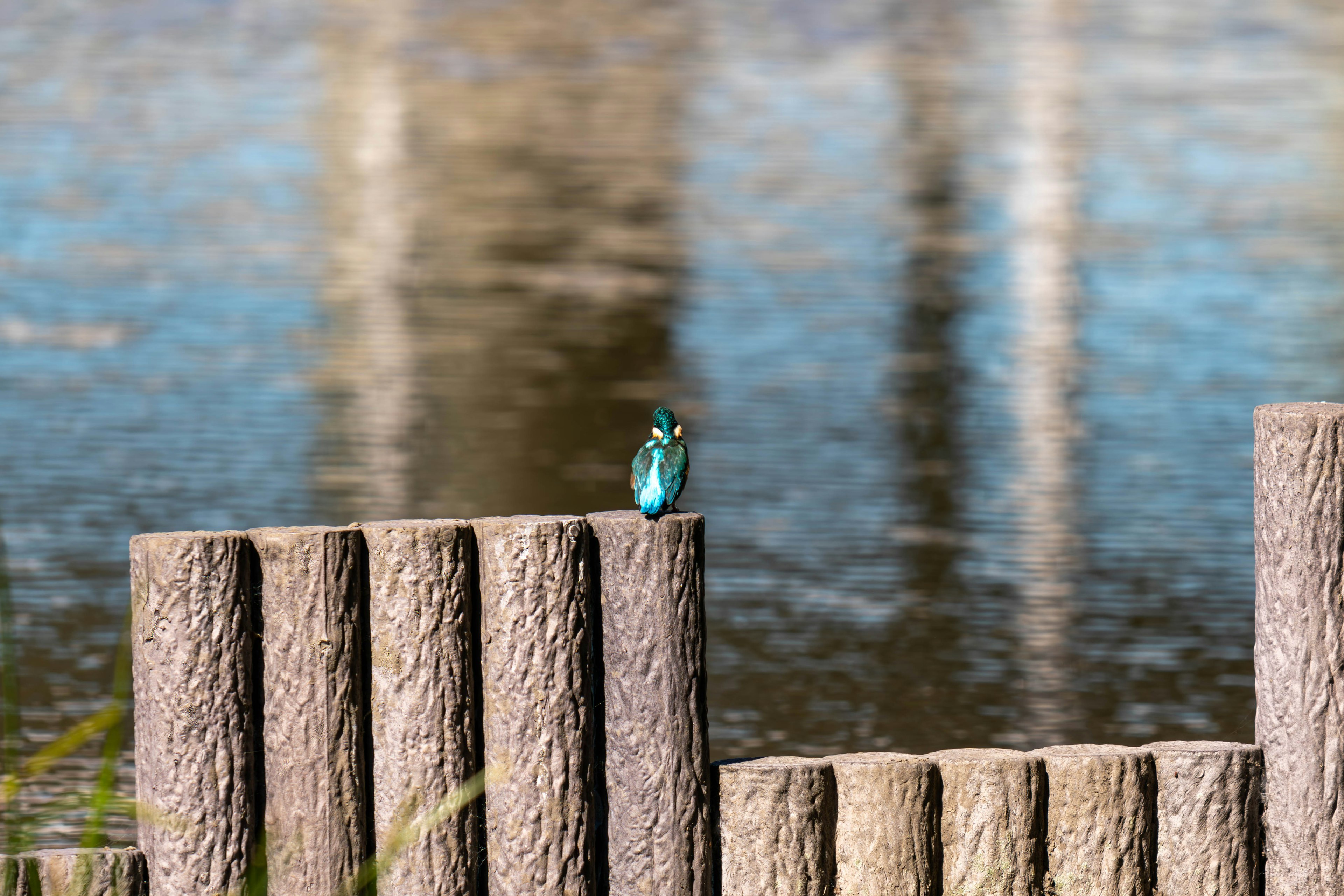 水辺にいる美しい青い鳥が木製の杭の上に止まっている風景