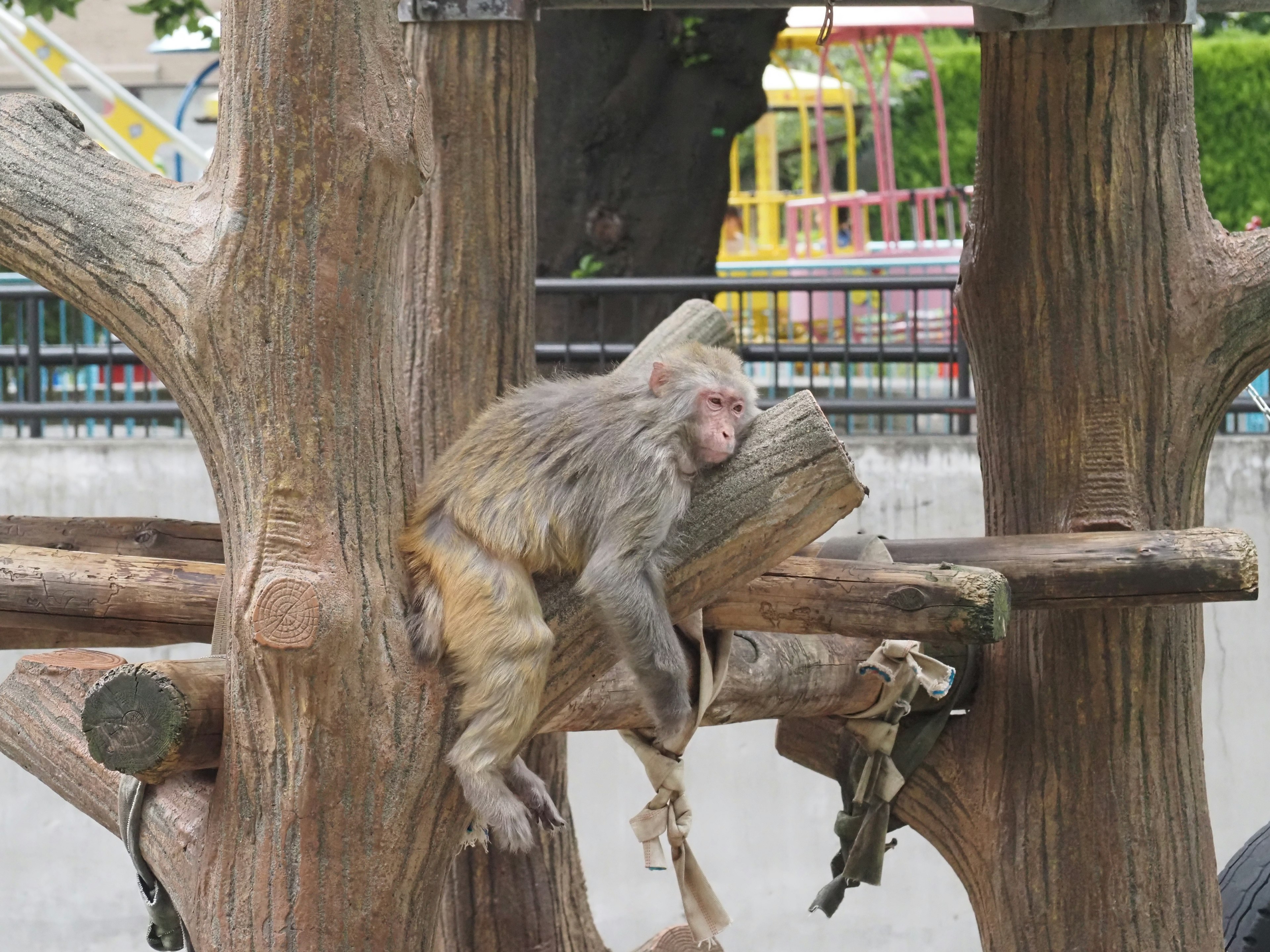 A monkey relaxing on a wooden branch in a zoo setting