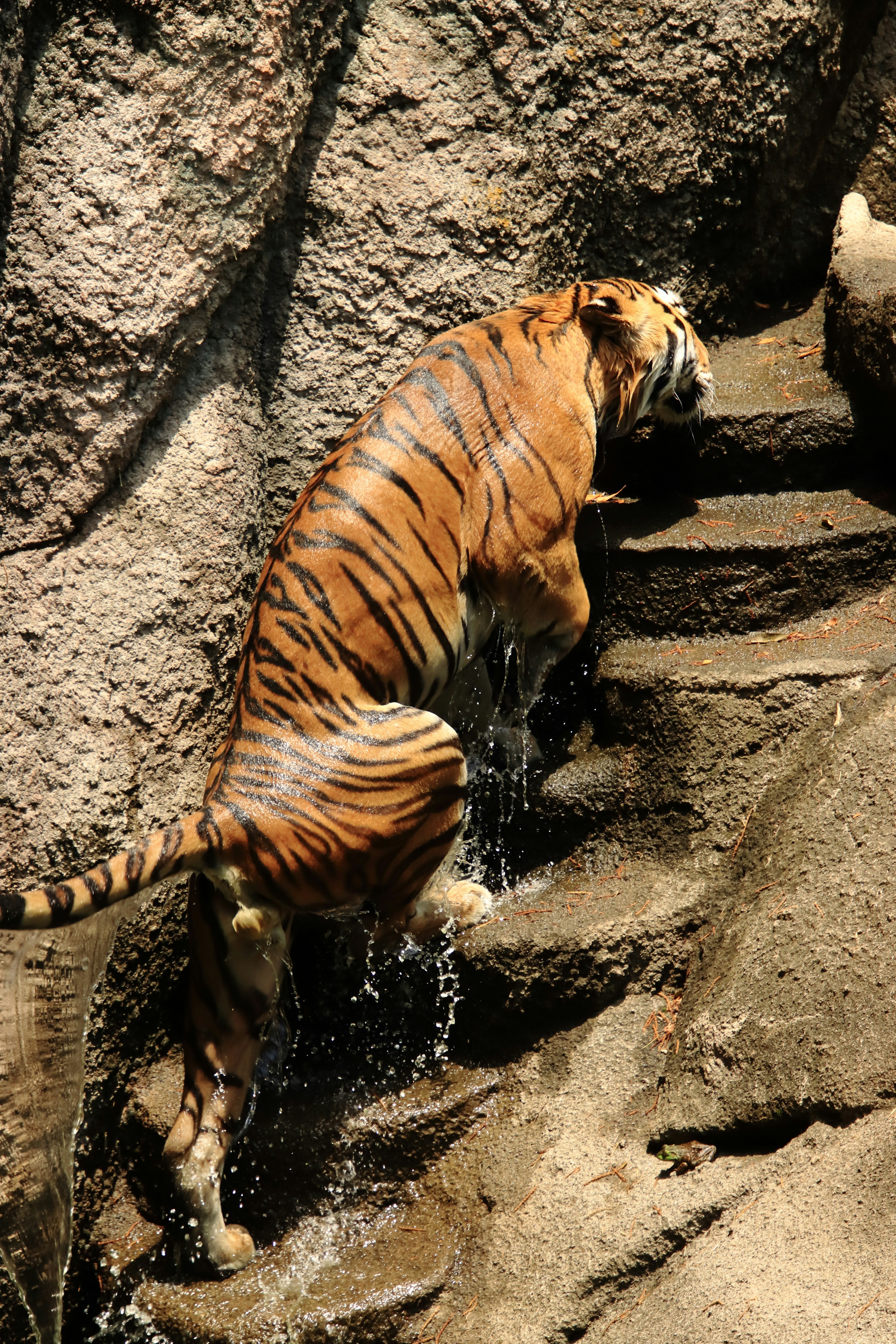 Tiger, der zwischen Felsen mit Wasserspritzern klettert