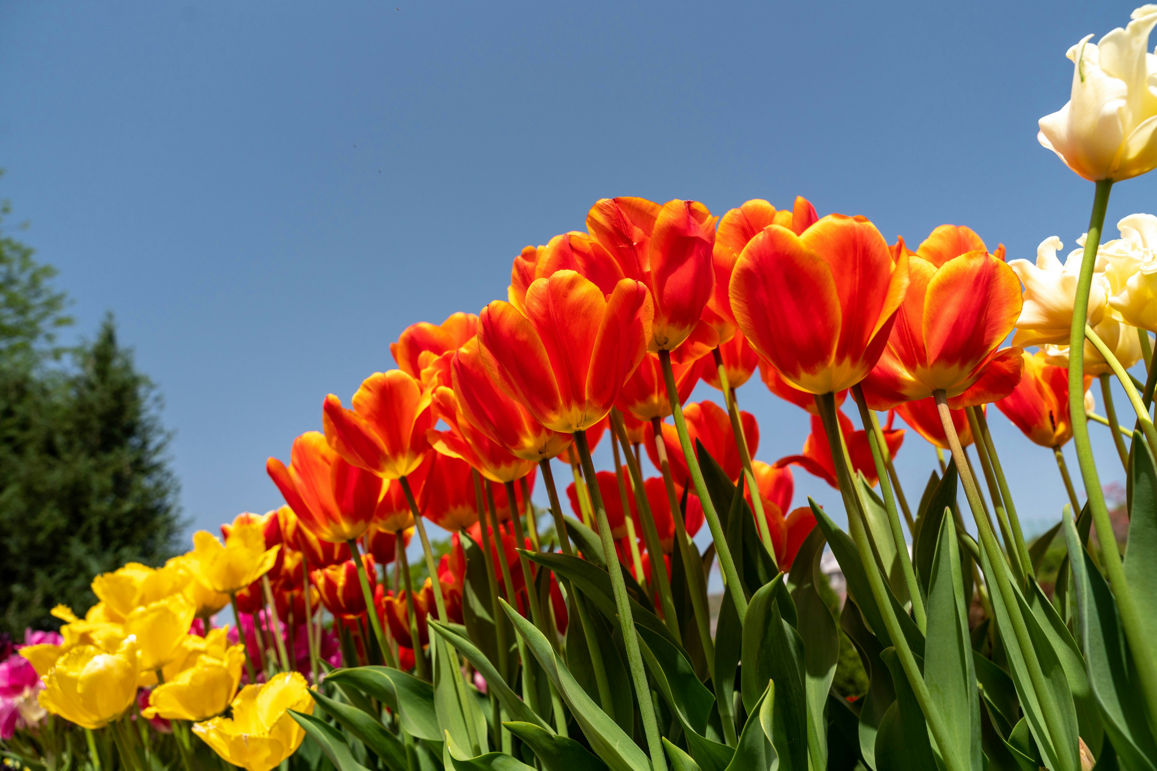 Tulip oranye cerah mekar di bawah langit biru yang cerah