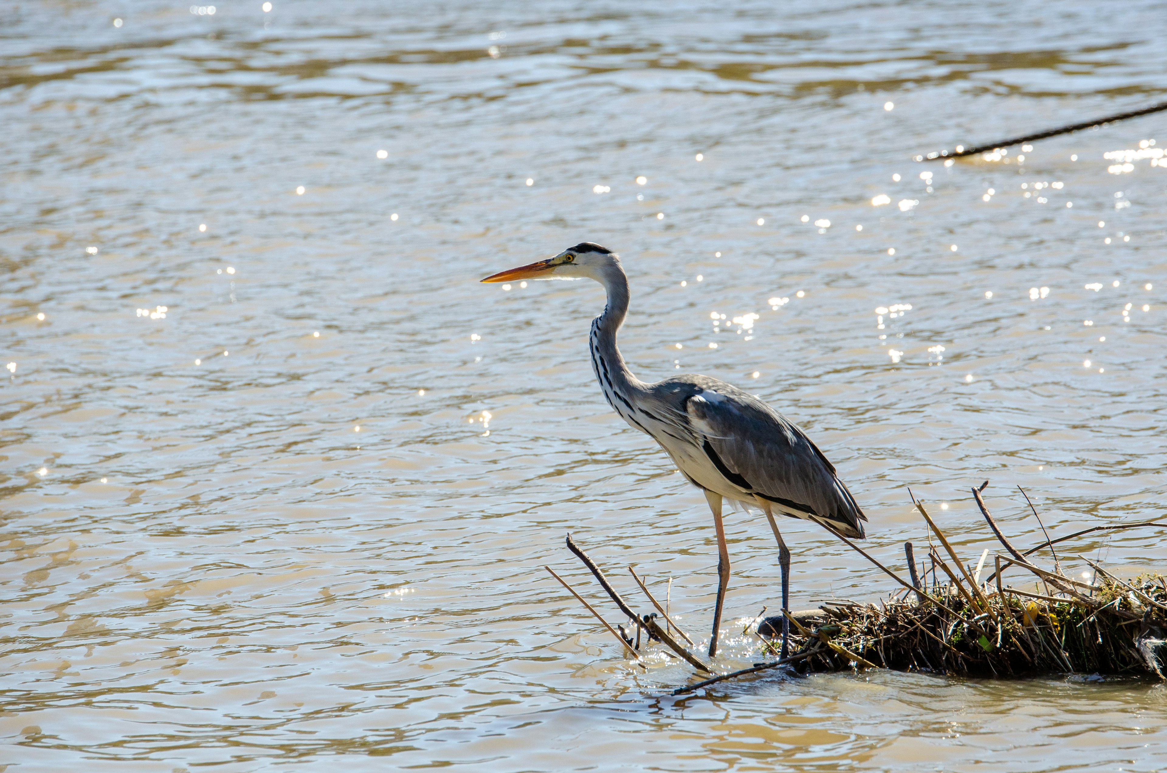 Ein grauer Reiher steht ruhig am Ufer