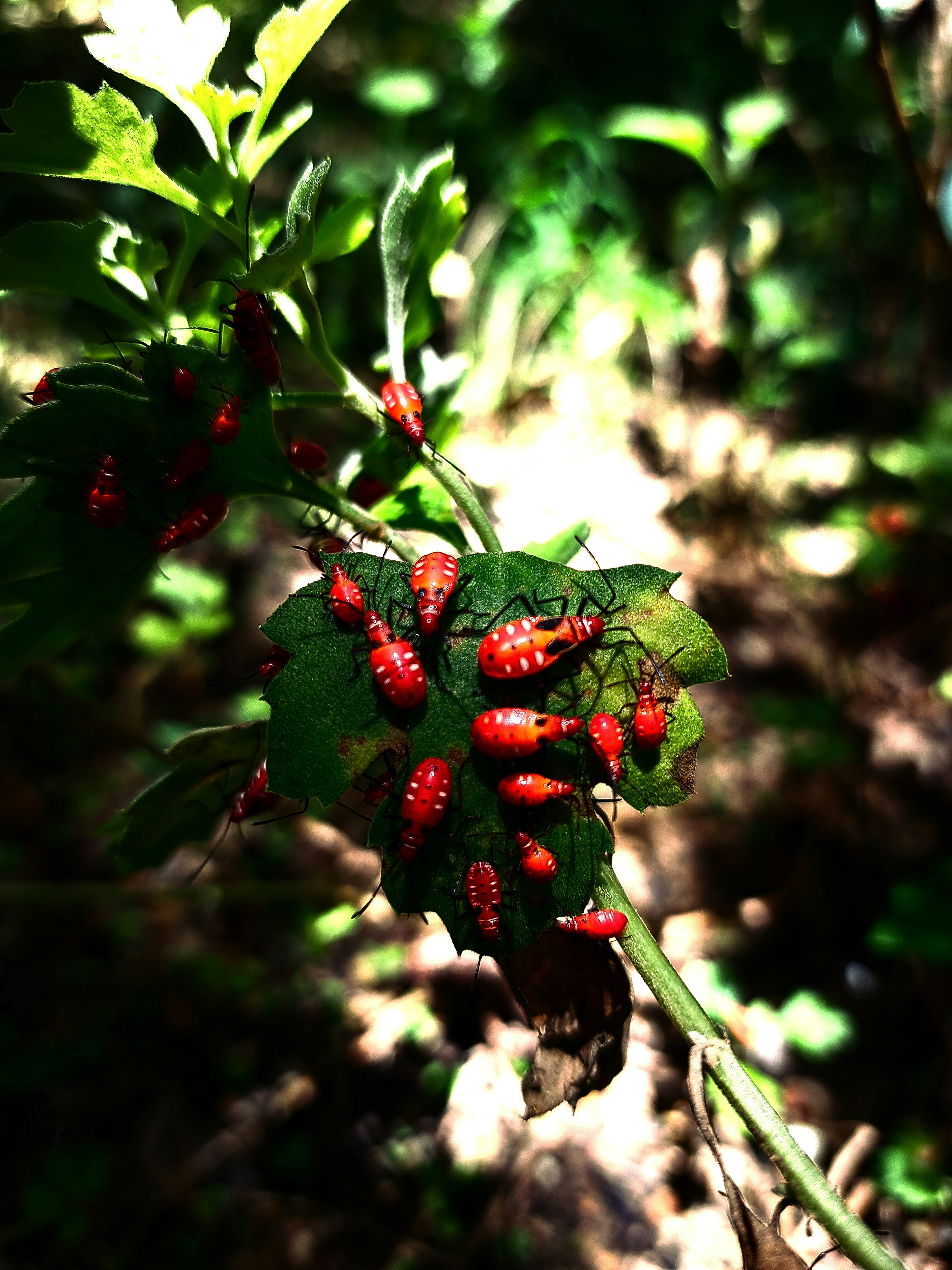 Cluster of red insects on green leaves