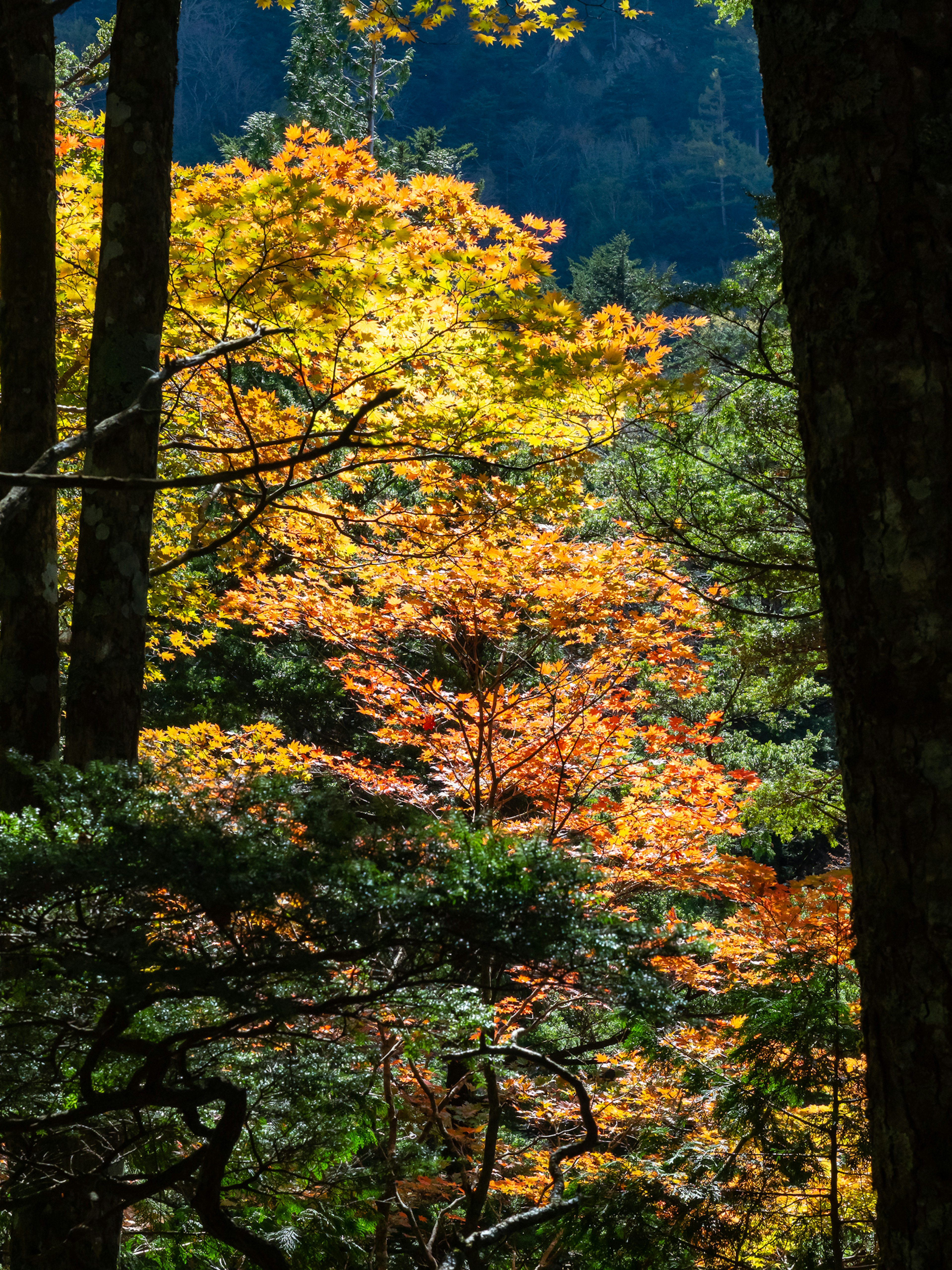 Waldszene mit lebendigen Herbstfarben und gemischten grünen und gelben Blättern