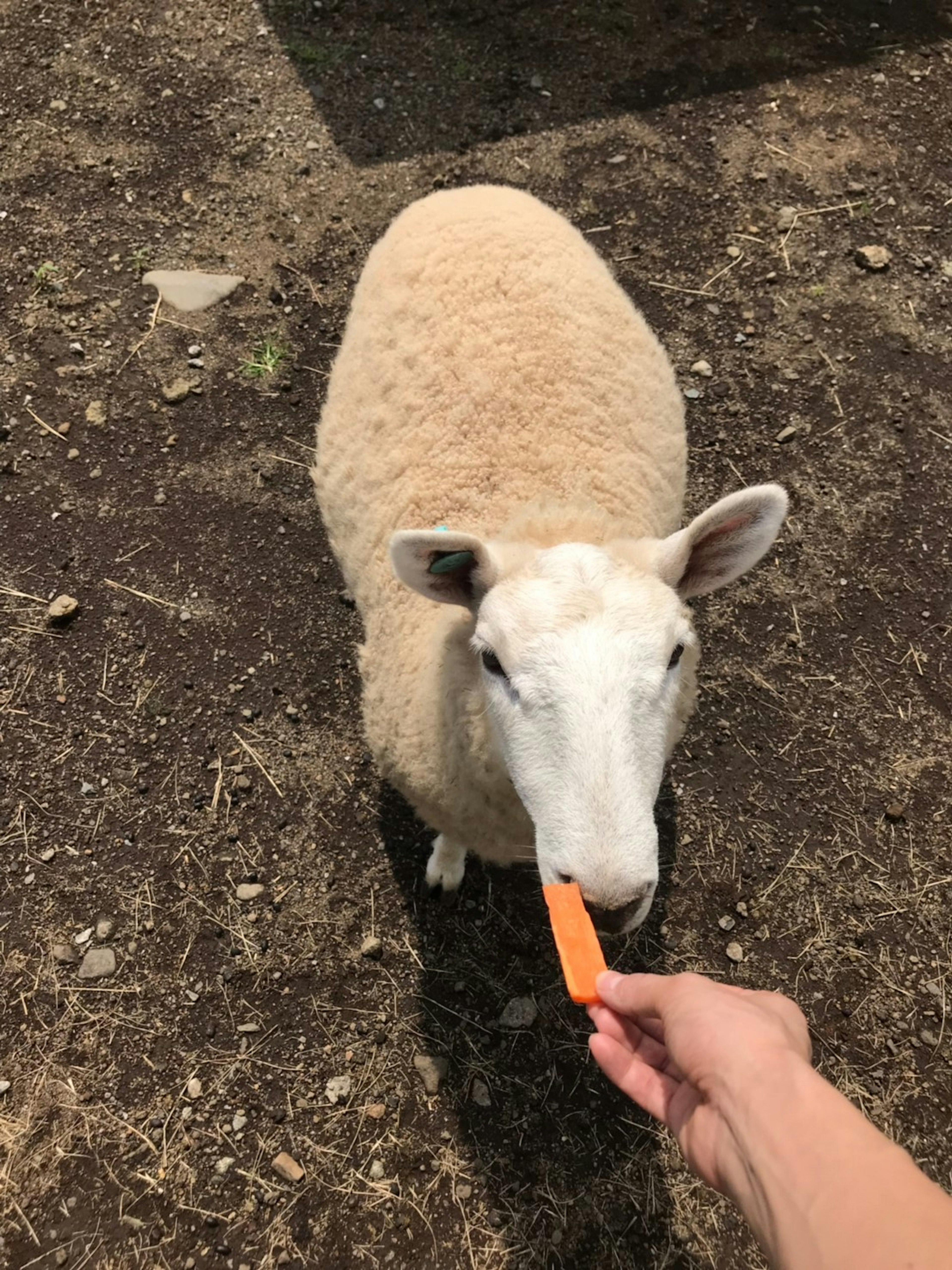 Un mouton recevant une carotte d'une main humaine