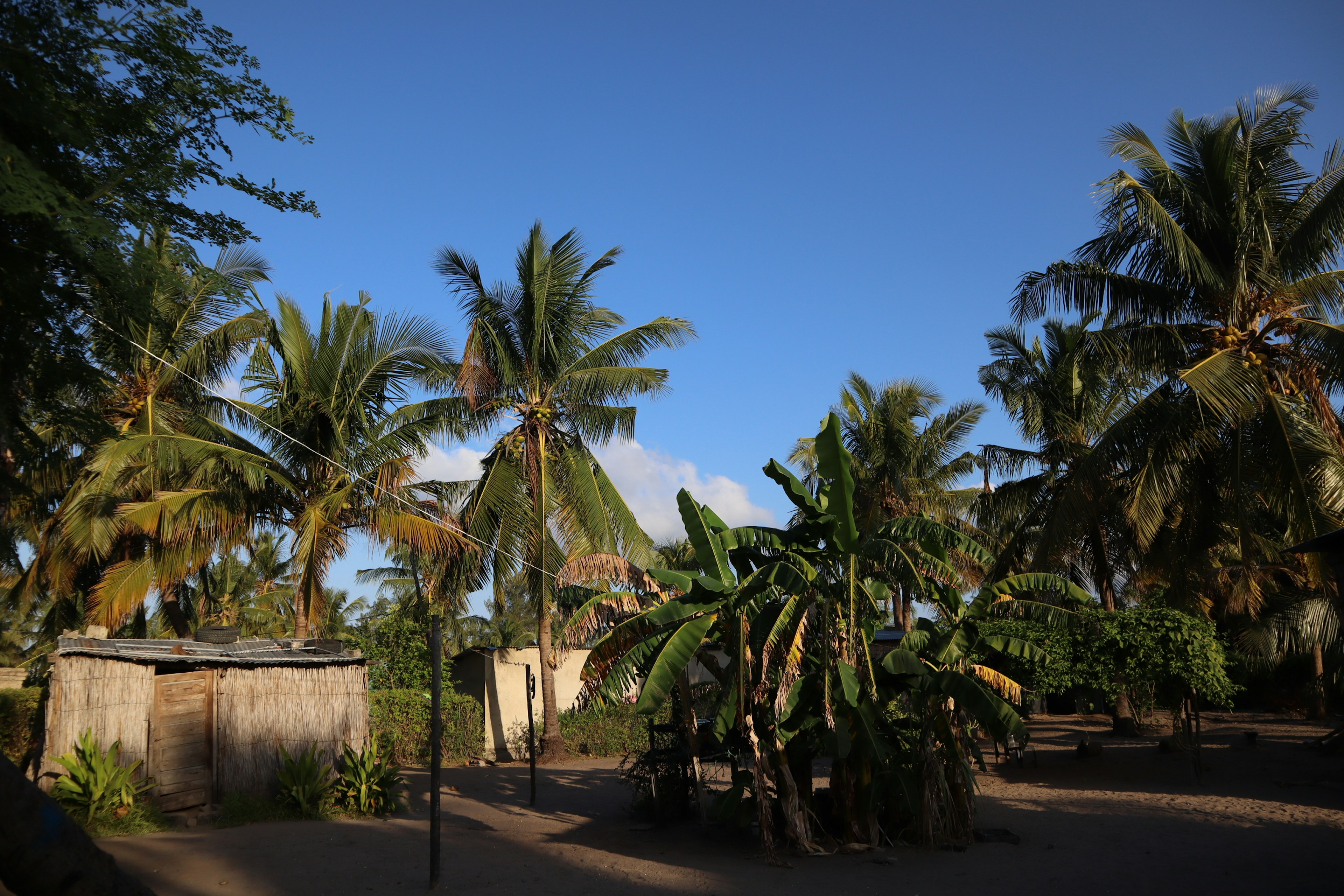 Landscape with palm trees and huts under a blue sky