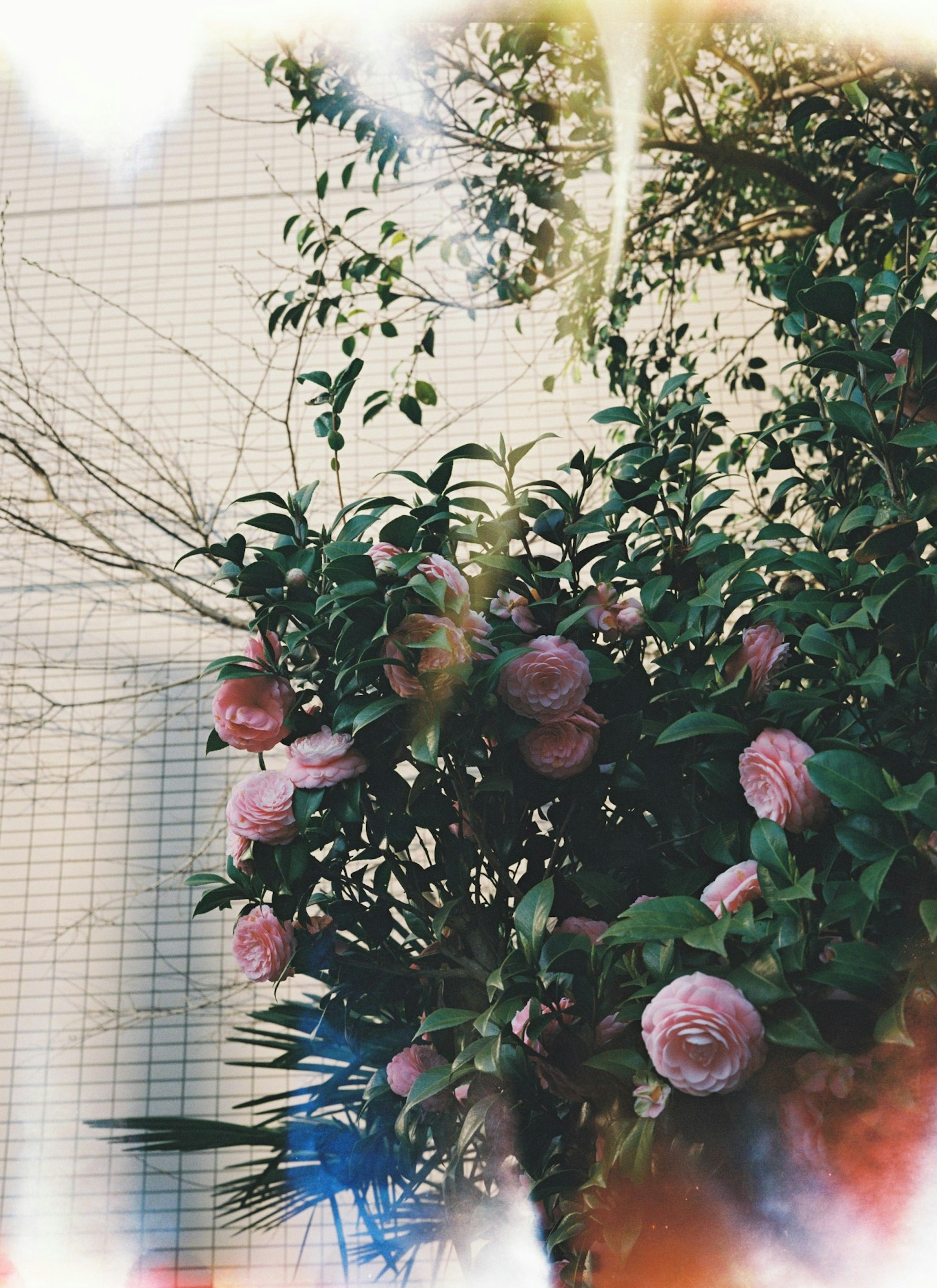 Close-up of a bouquet with pink flowers and green leaves Light effects in the background