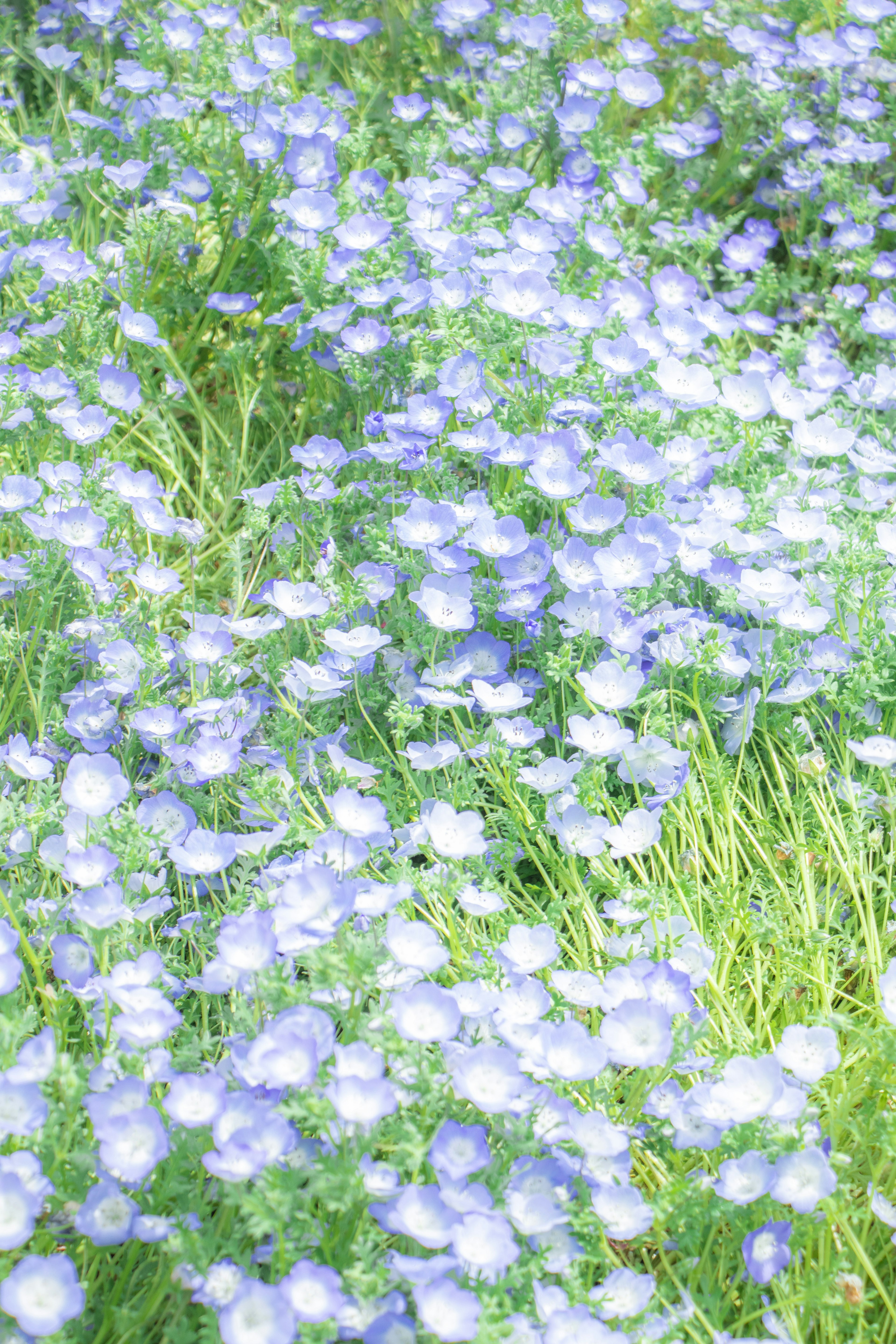 Un campo verde cubierto de flores azules en flor