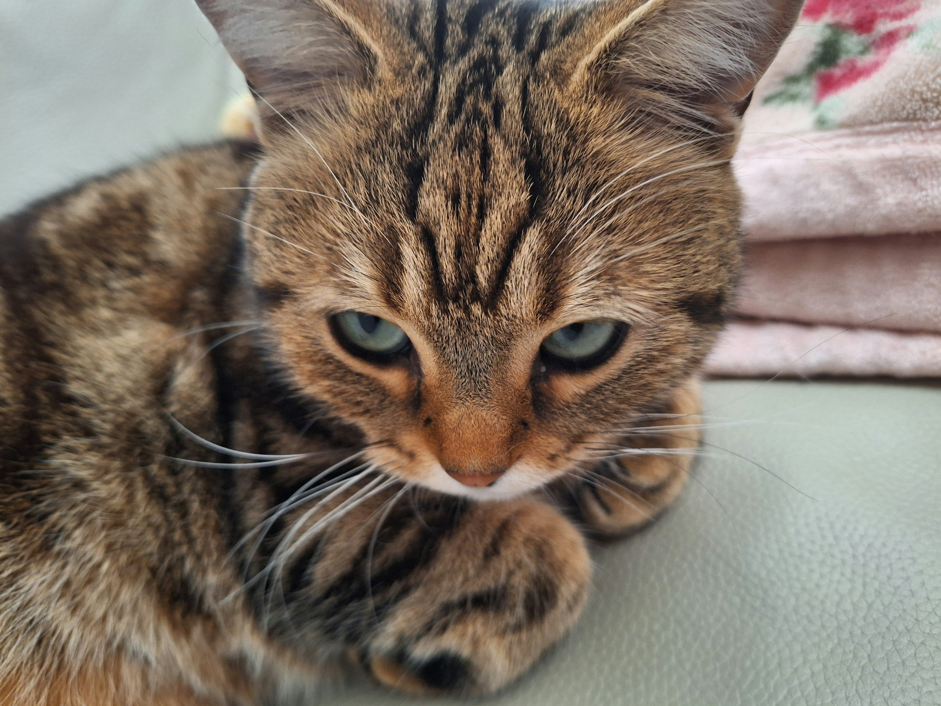 A brown striped cat lounging comfortably