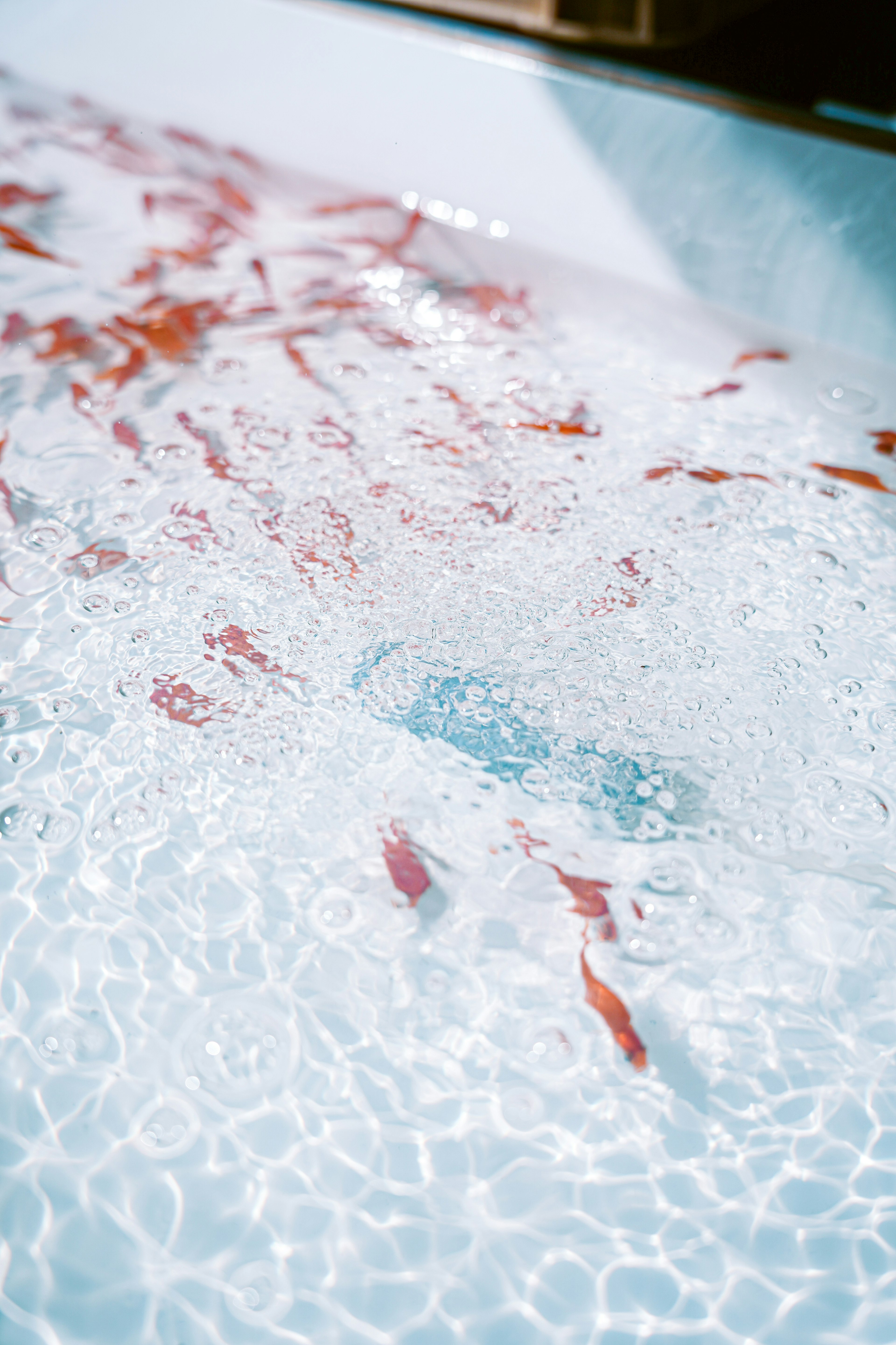 Lebendige Goldfische schwimmen im klaren Wasser