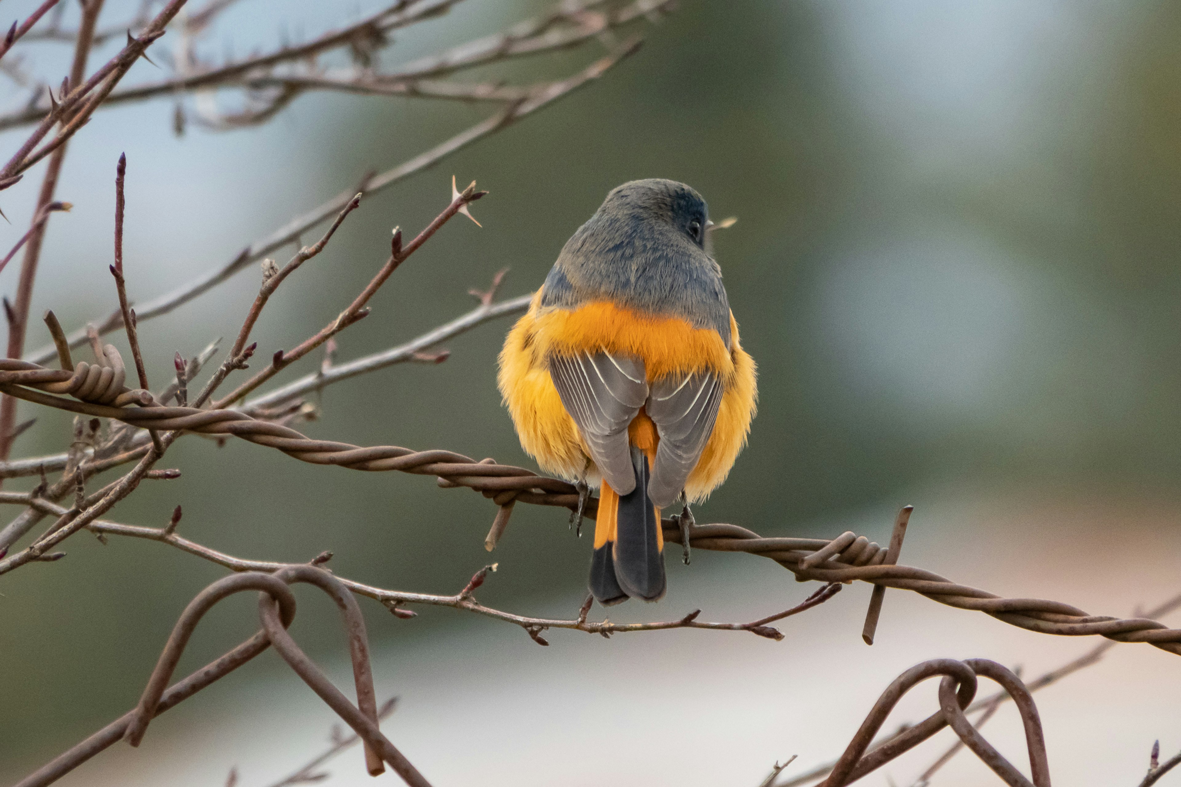 A small bird with an orange belly and gray back perched on a branch