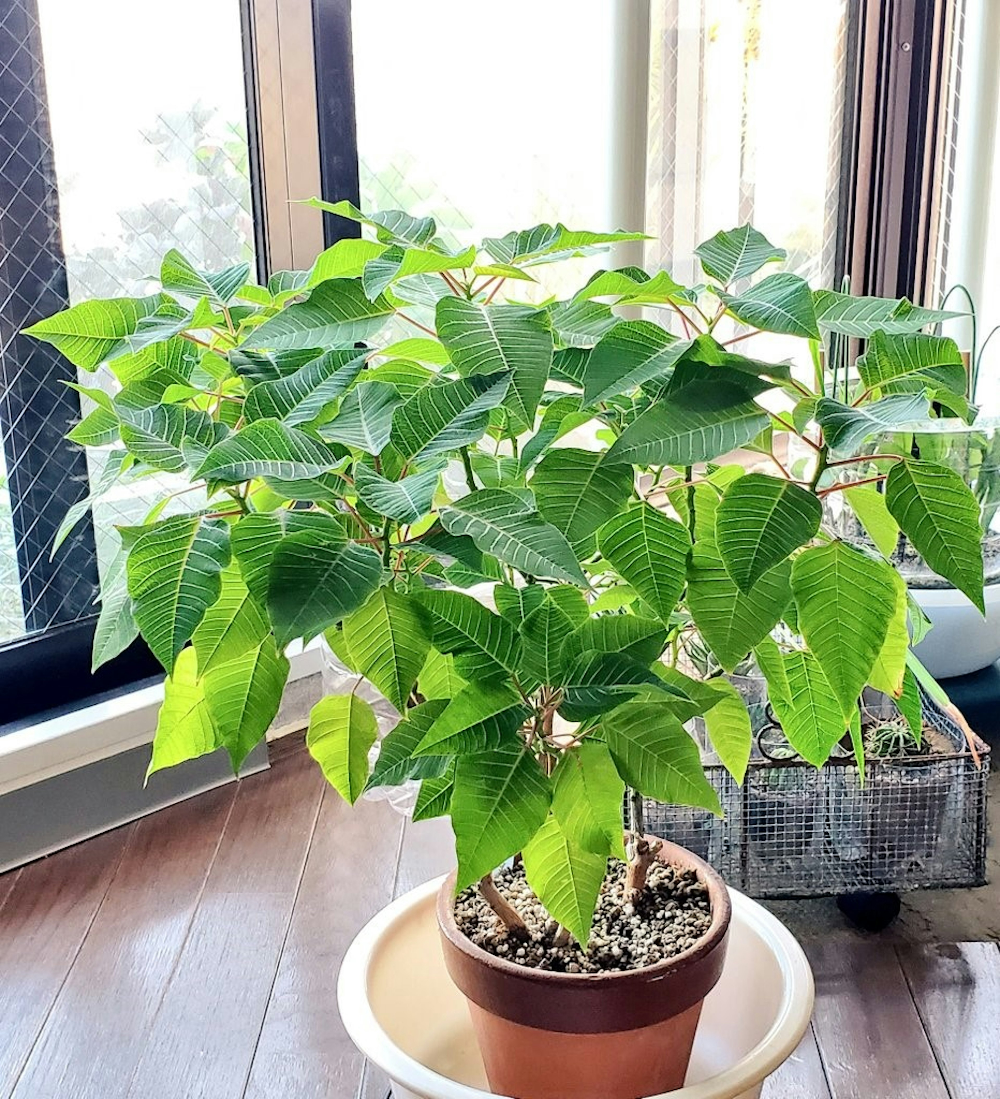 A lush green houseplant with broad leaves sitting on a pot