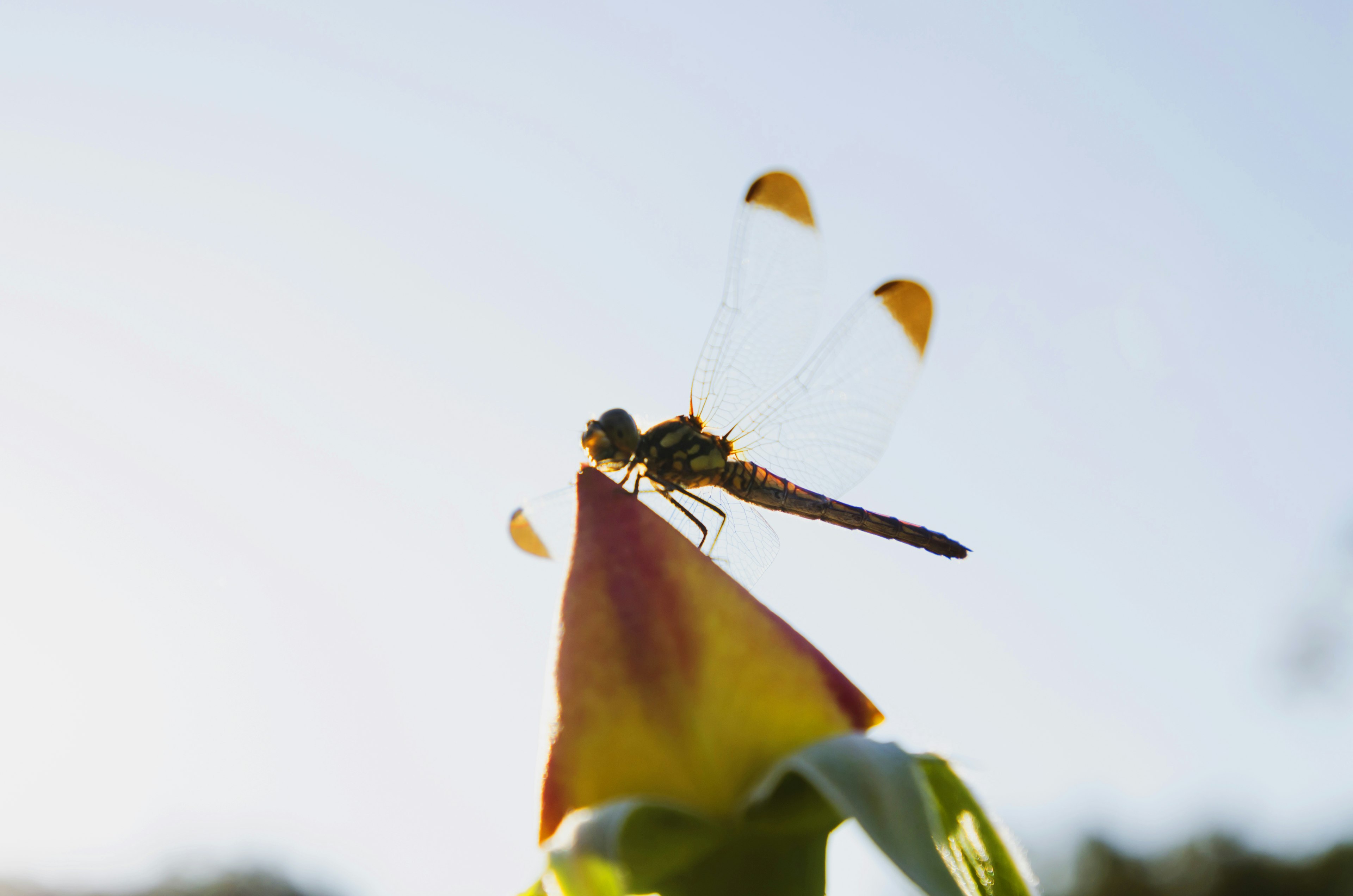 Eine Libelle, die auf der Spitze einer Blume vor einem blauen Himmel sitzt