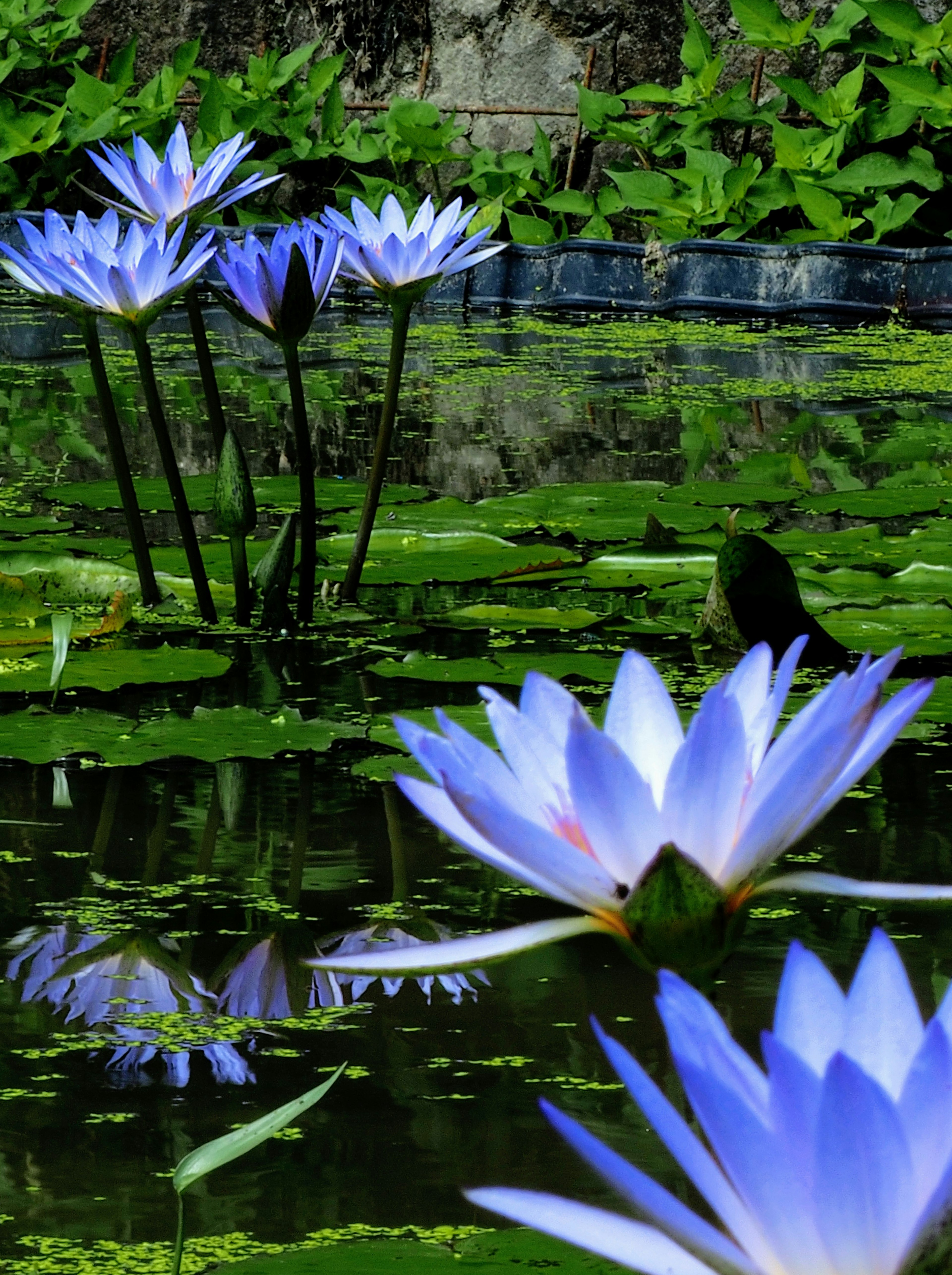 A serene pond filled with blue water lilies surrounded by green leaves