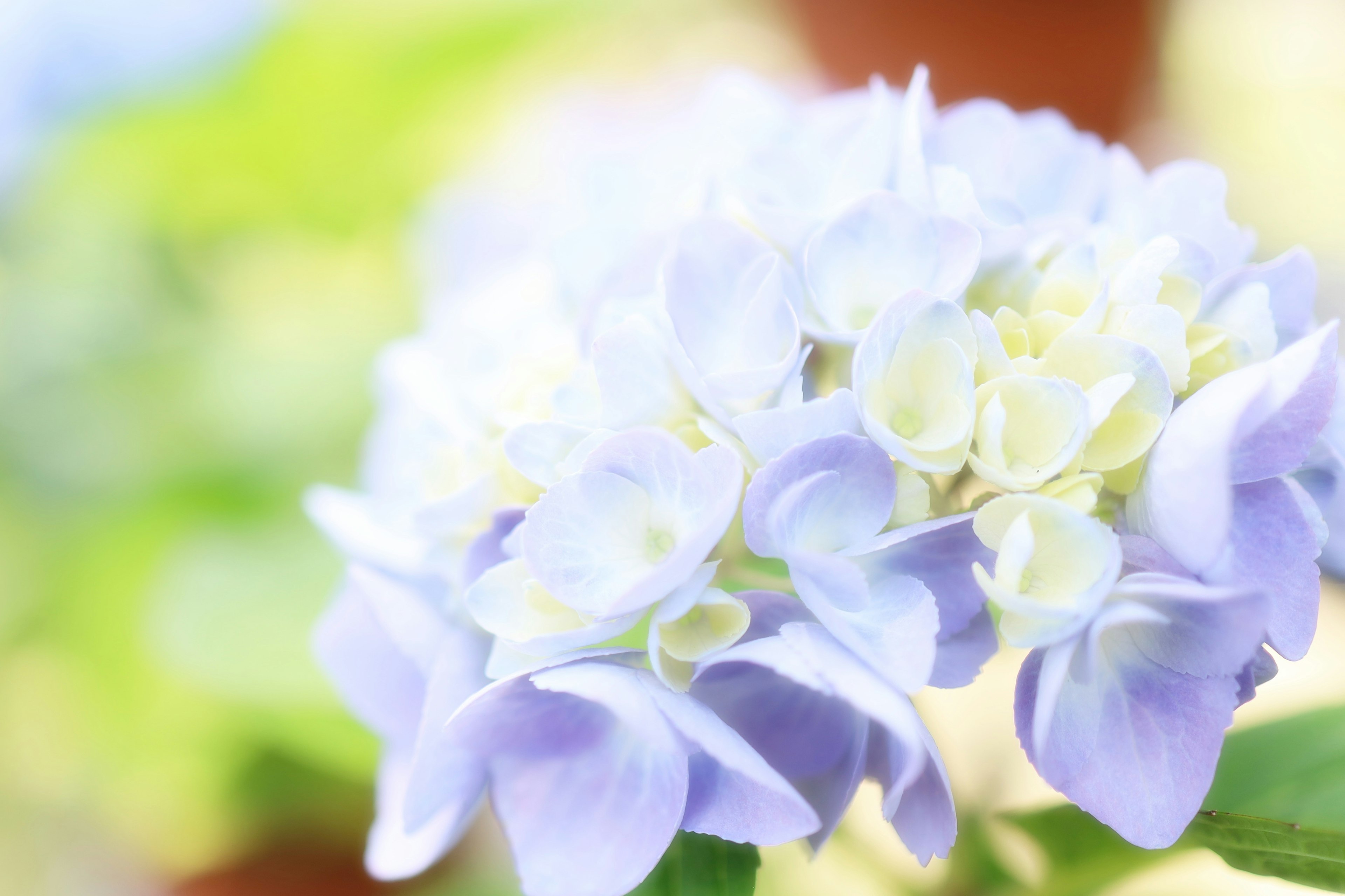 Une fleur d'hortensia violet clair avec un fond flou