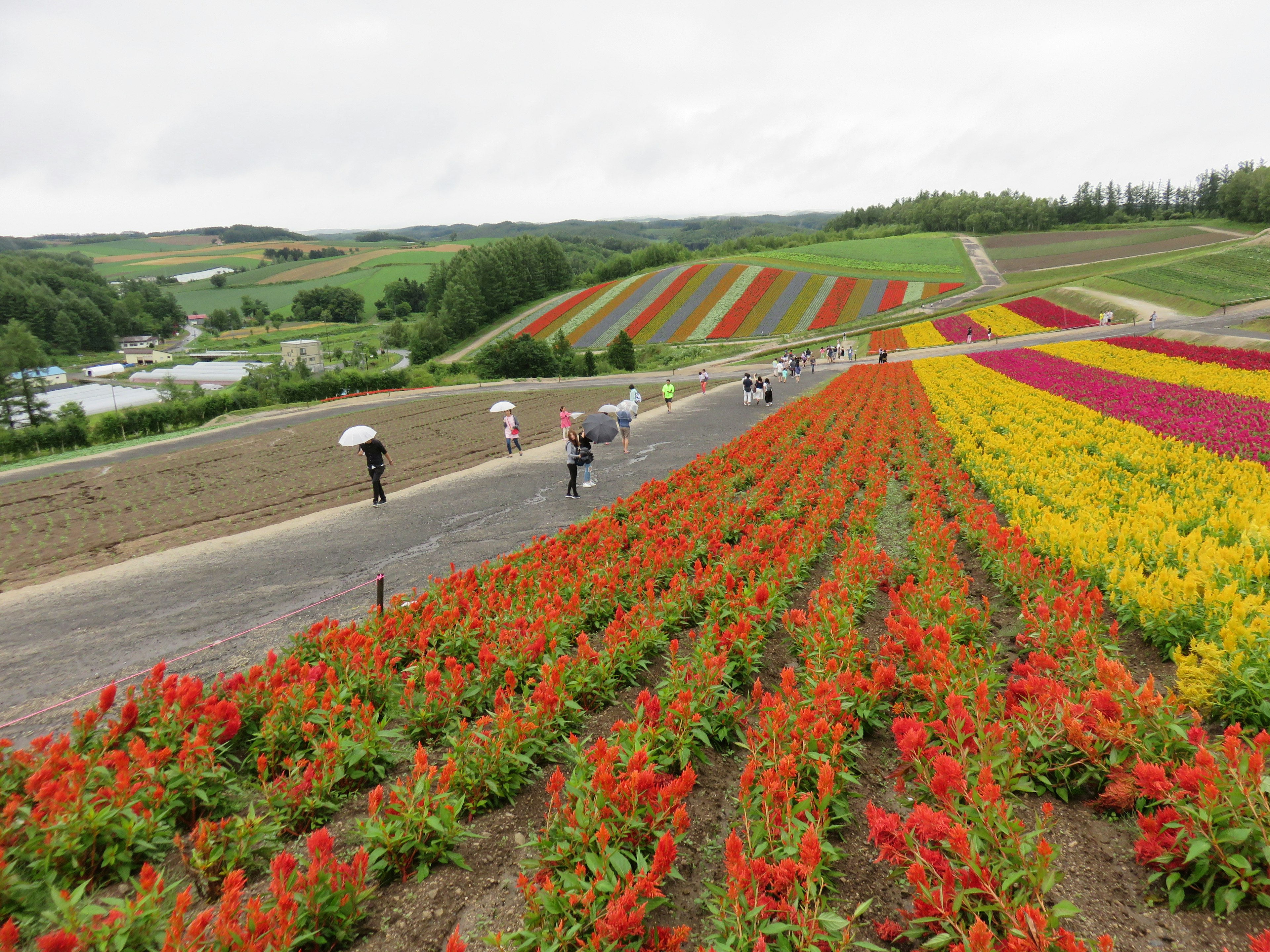 Bunte Blumenfelder mit Menschen, die den Weg entlanggehen