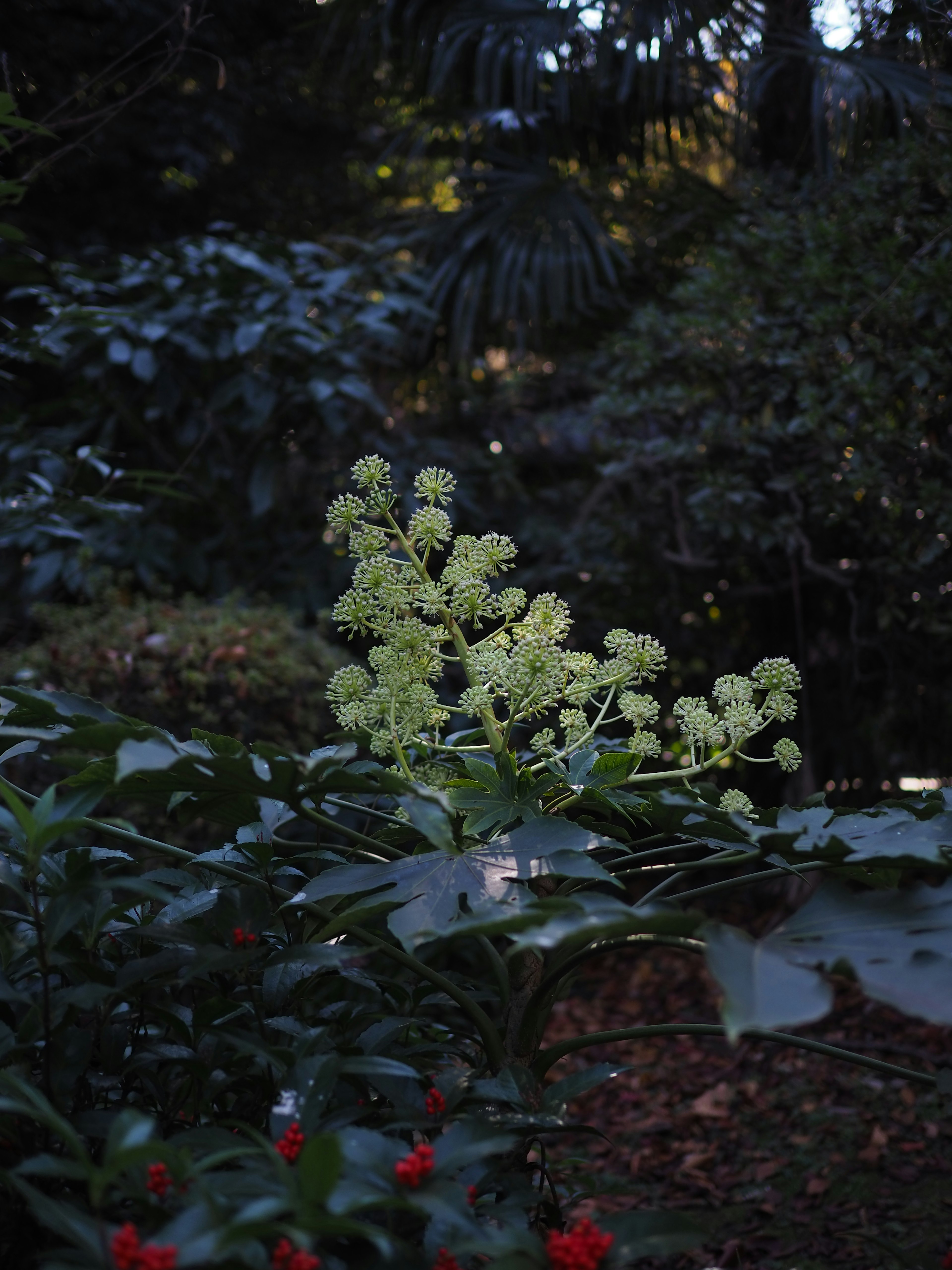 A green flowering plant stands out against a dark surrounding background