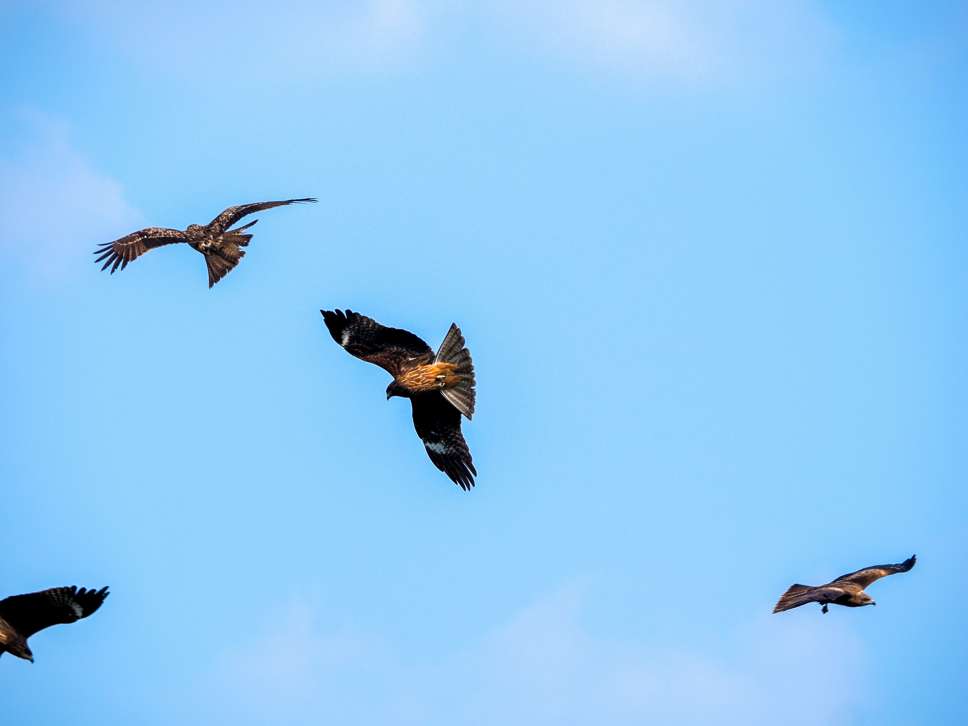 A group of hawks flying against a blue sky