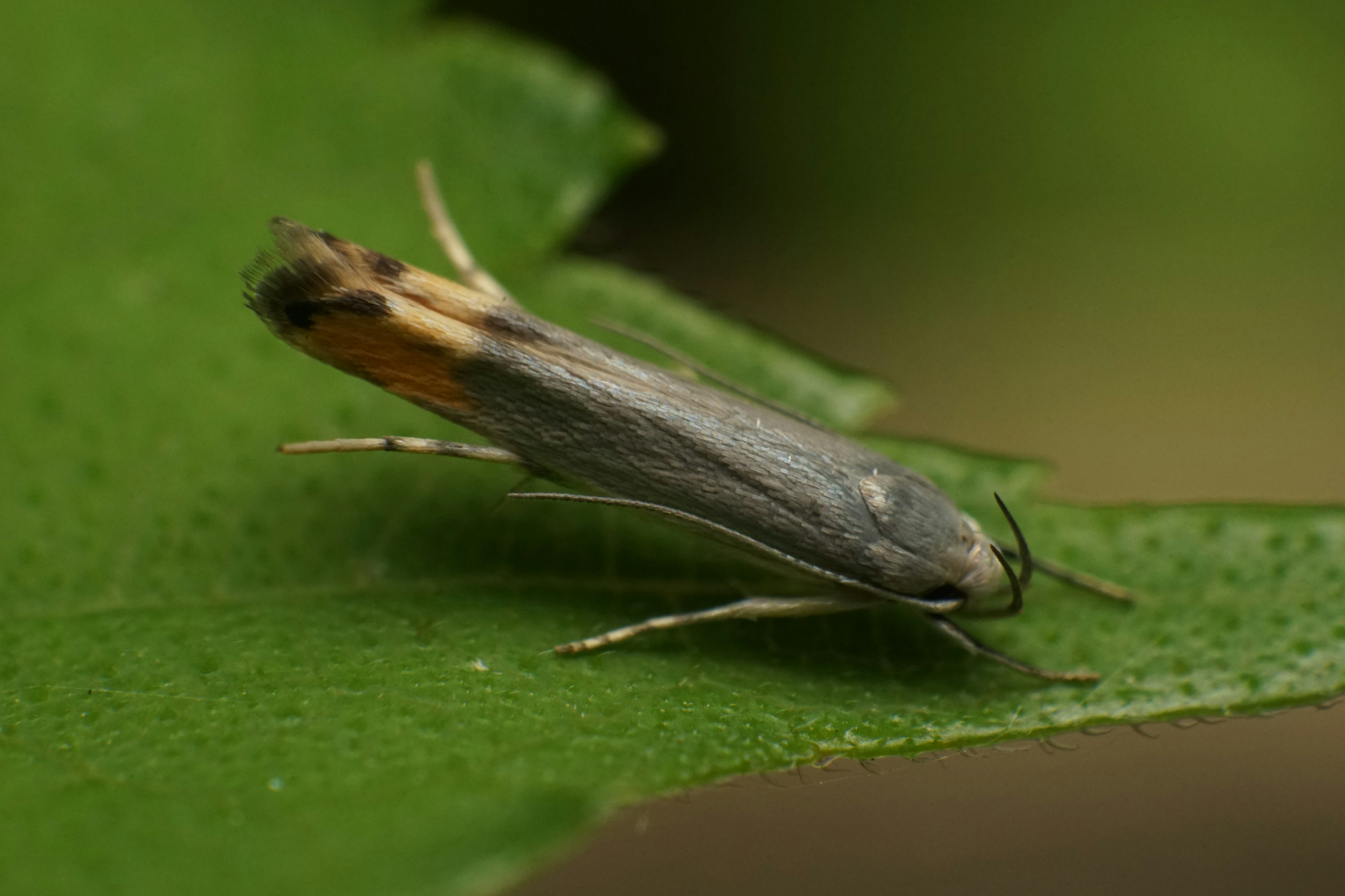 Primo piano di una falena grigia su una foglia verde