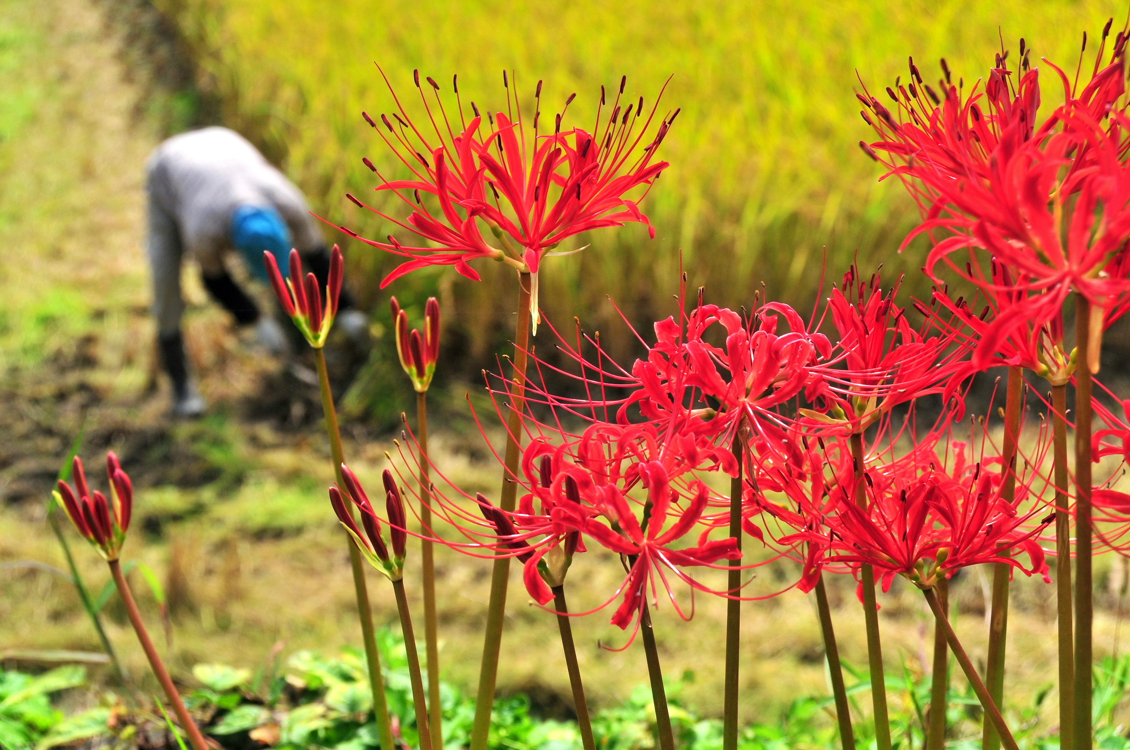 Bunga lili laba merah dengan seseorang yang bekerja di latar belakang sawah