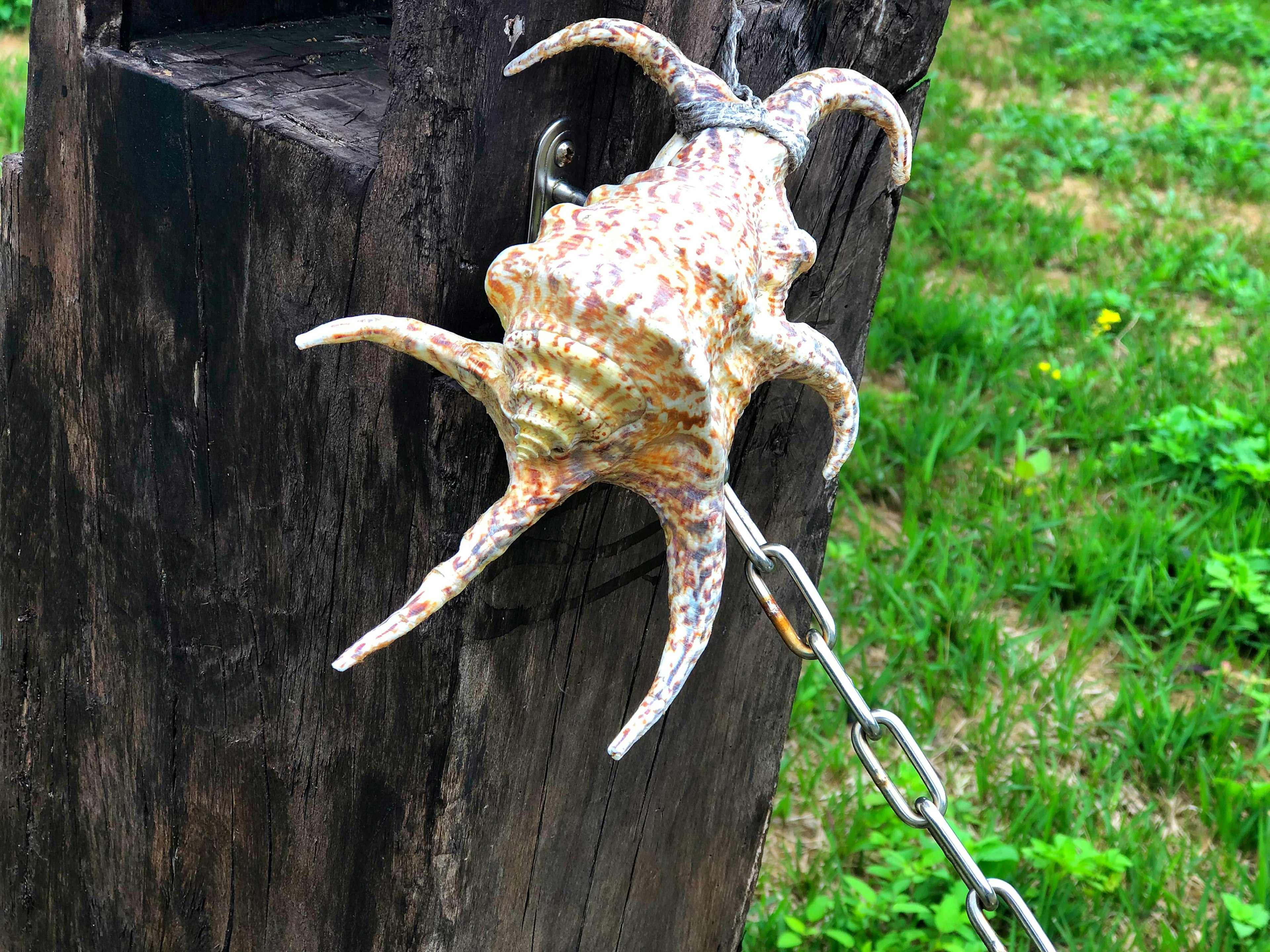 Gros coquillage décoratif monté sur un poteau en bois