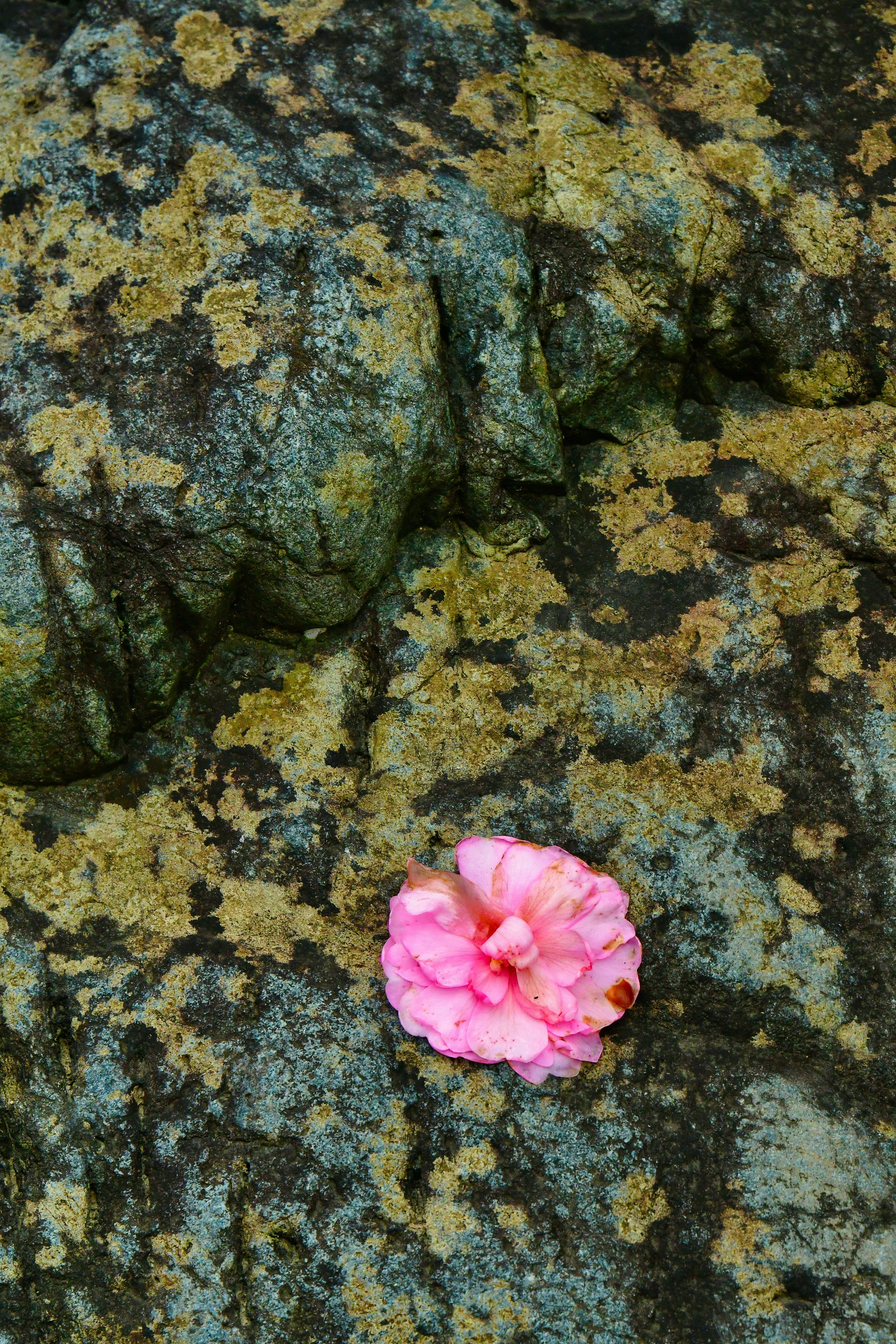 A pink flower resting on a textured rock surface