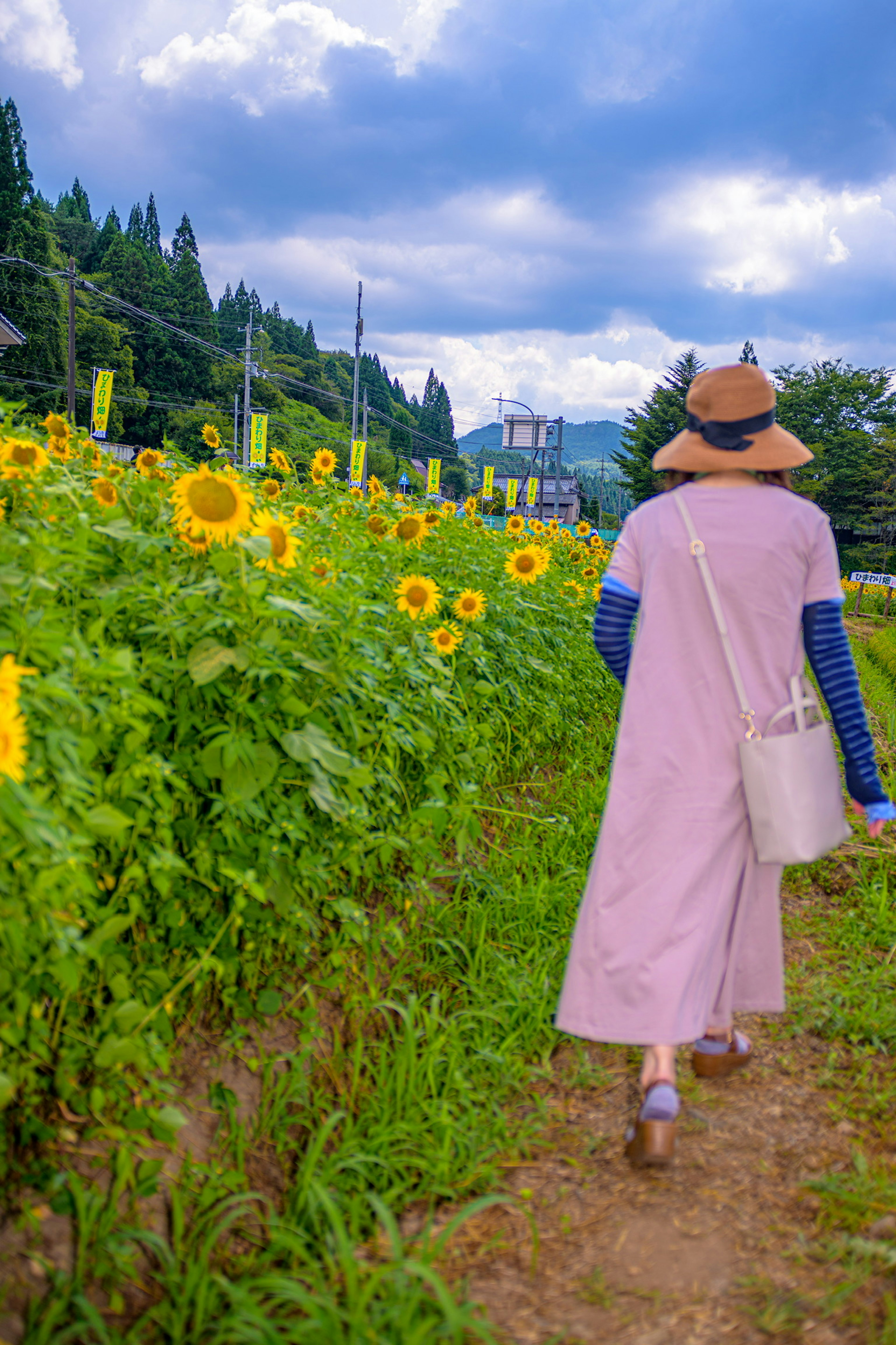 ผู้หญิงเดินผ่านทุ่งทานตะวันและท้องฟ้าสีฟ้า