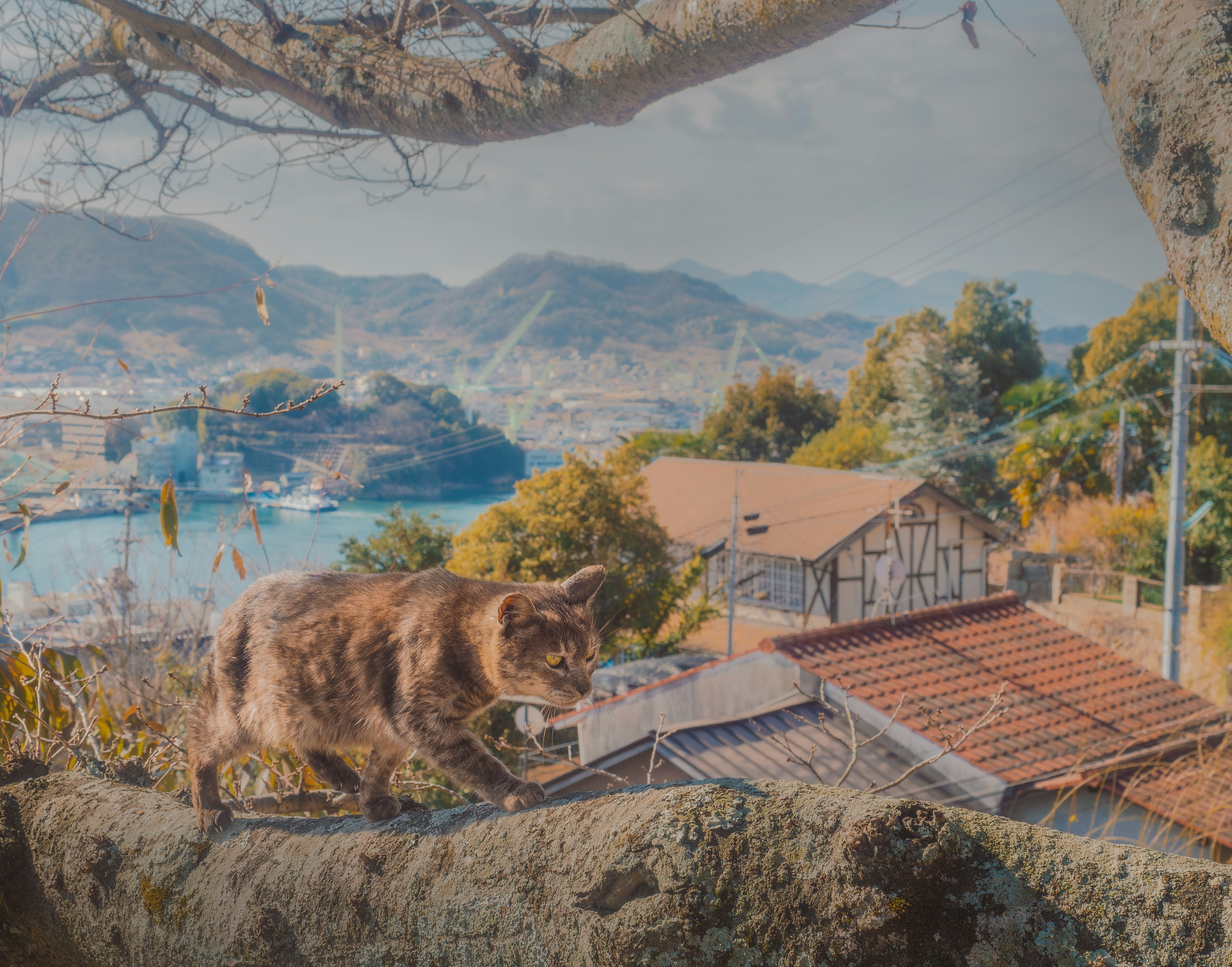 Un gato caminando sobre un techo con vista escénica del mar y las montañas