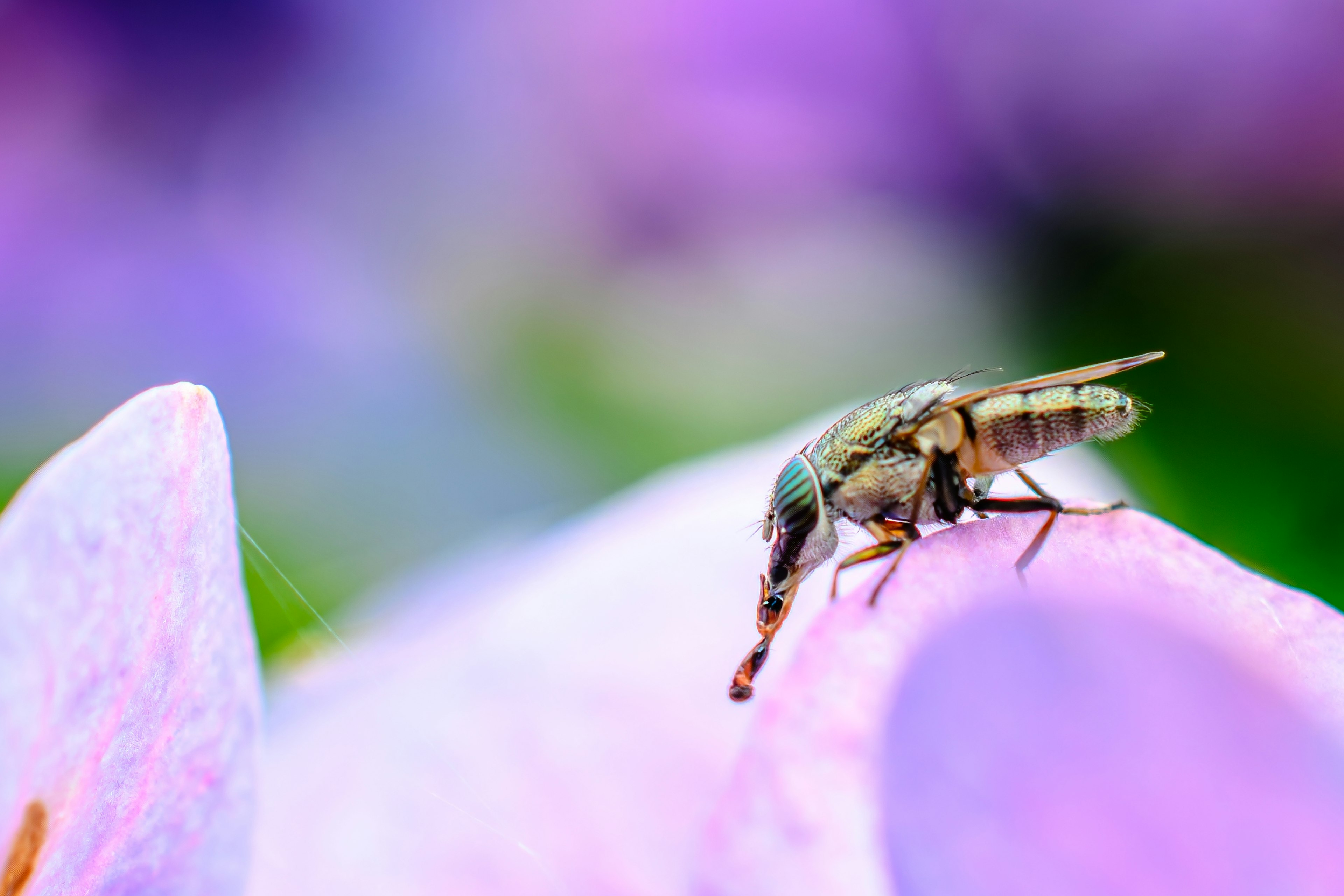 Close-up of an insect on a colorful flower petal