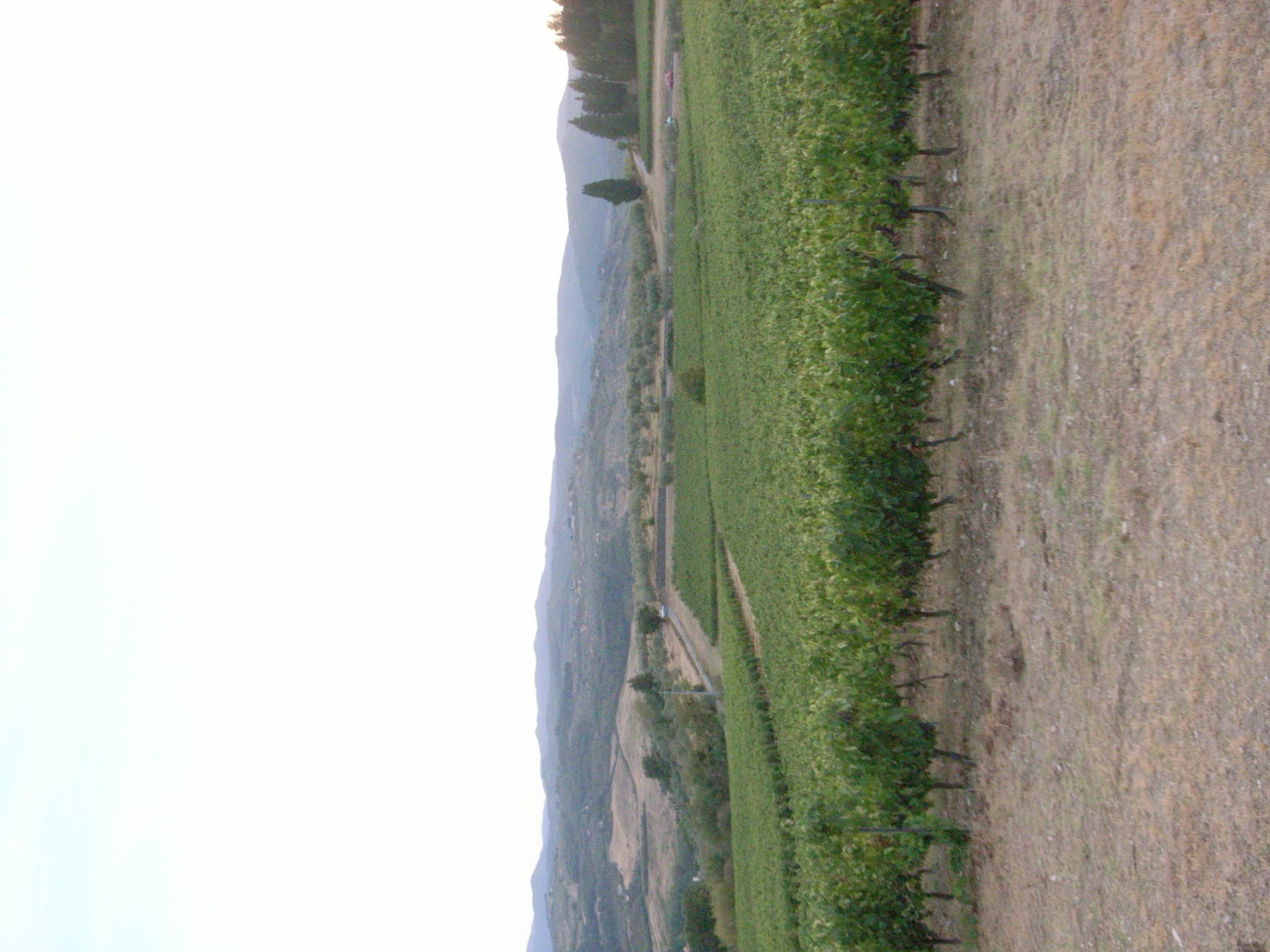 Paysage de vignoble expansif avec des collines