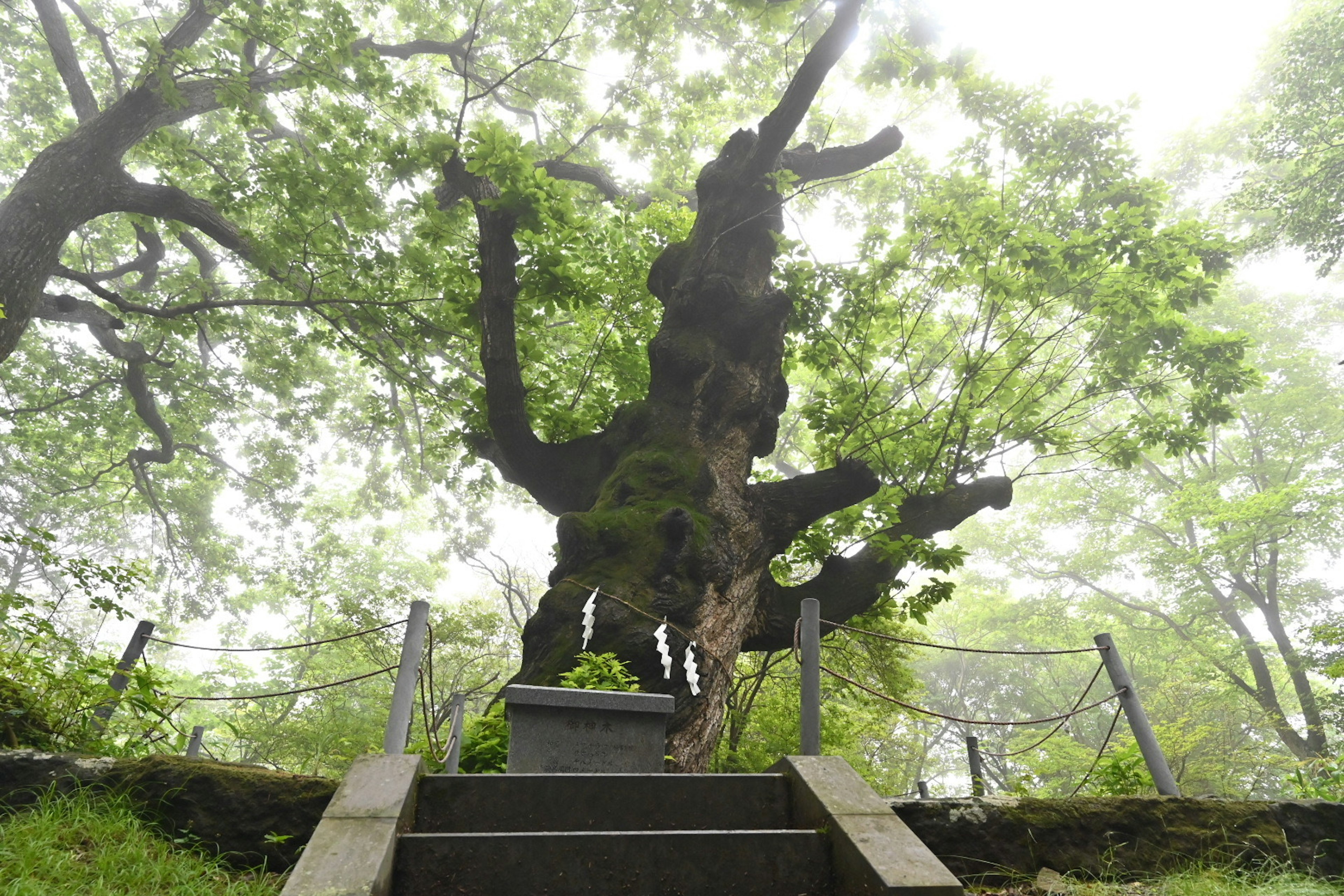 Albero antico circondato da nebbia e foglie verdi