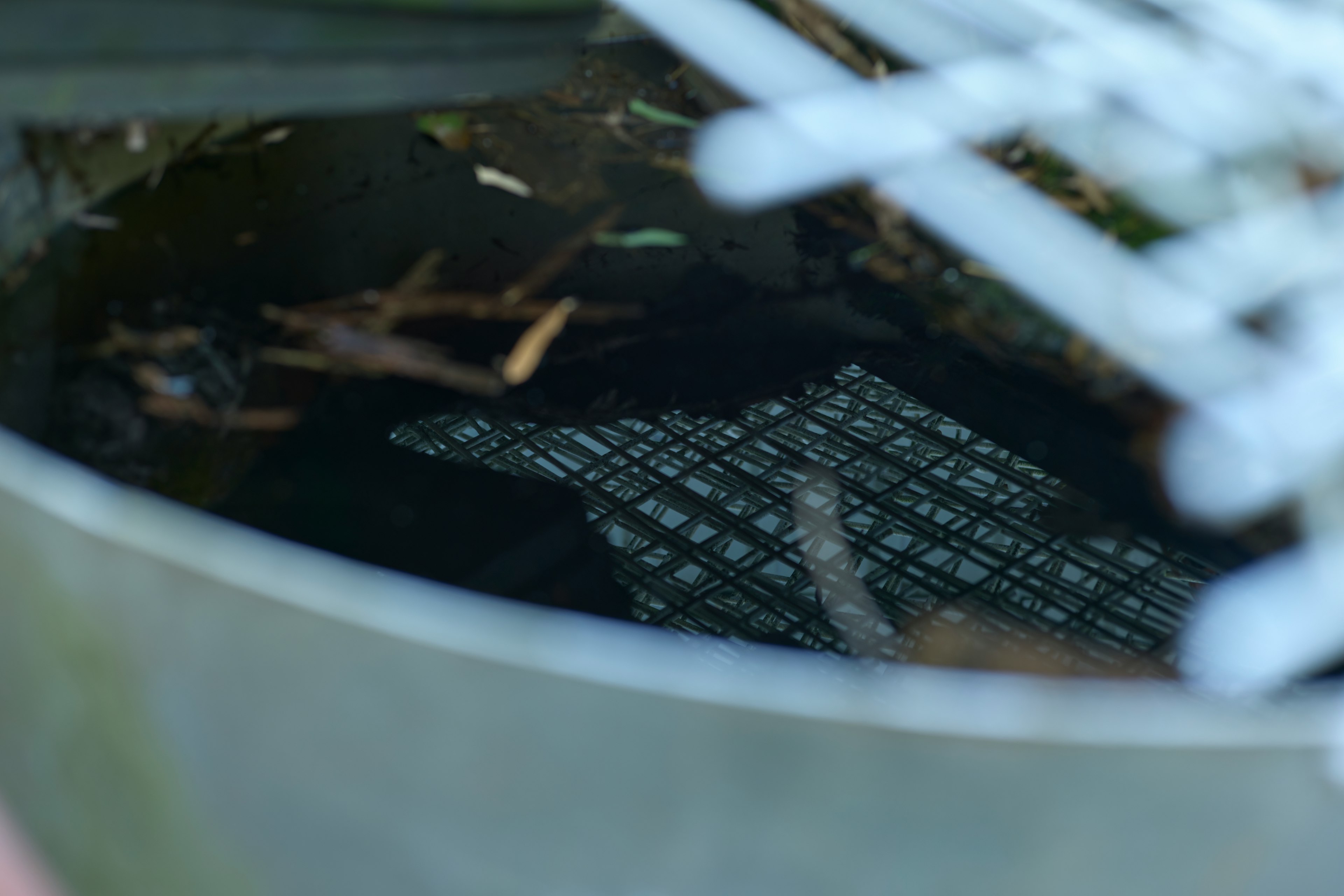 Reflejo de un patrón de cuadrícula en un charco con elementos naturales