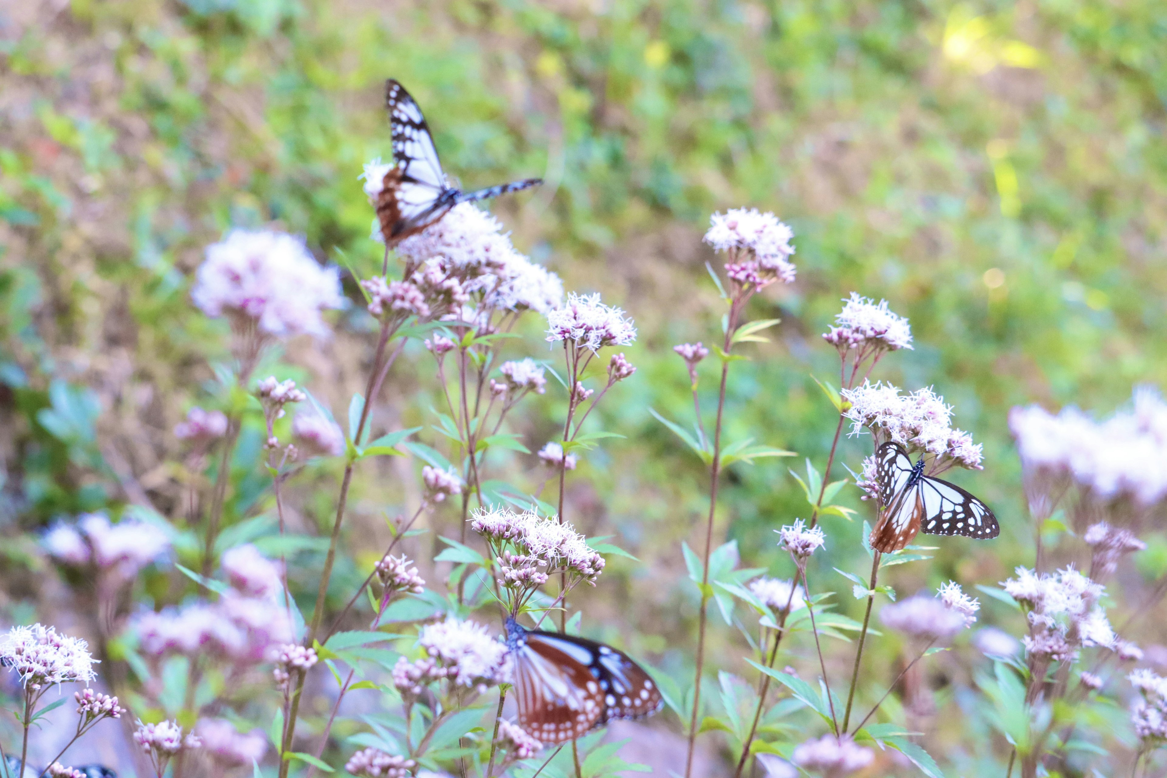 Una hermosa escena con varias mariposas posadas sobre flores