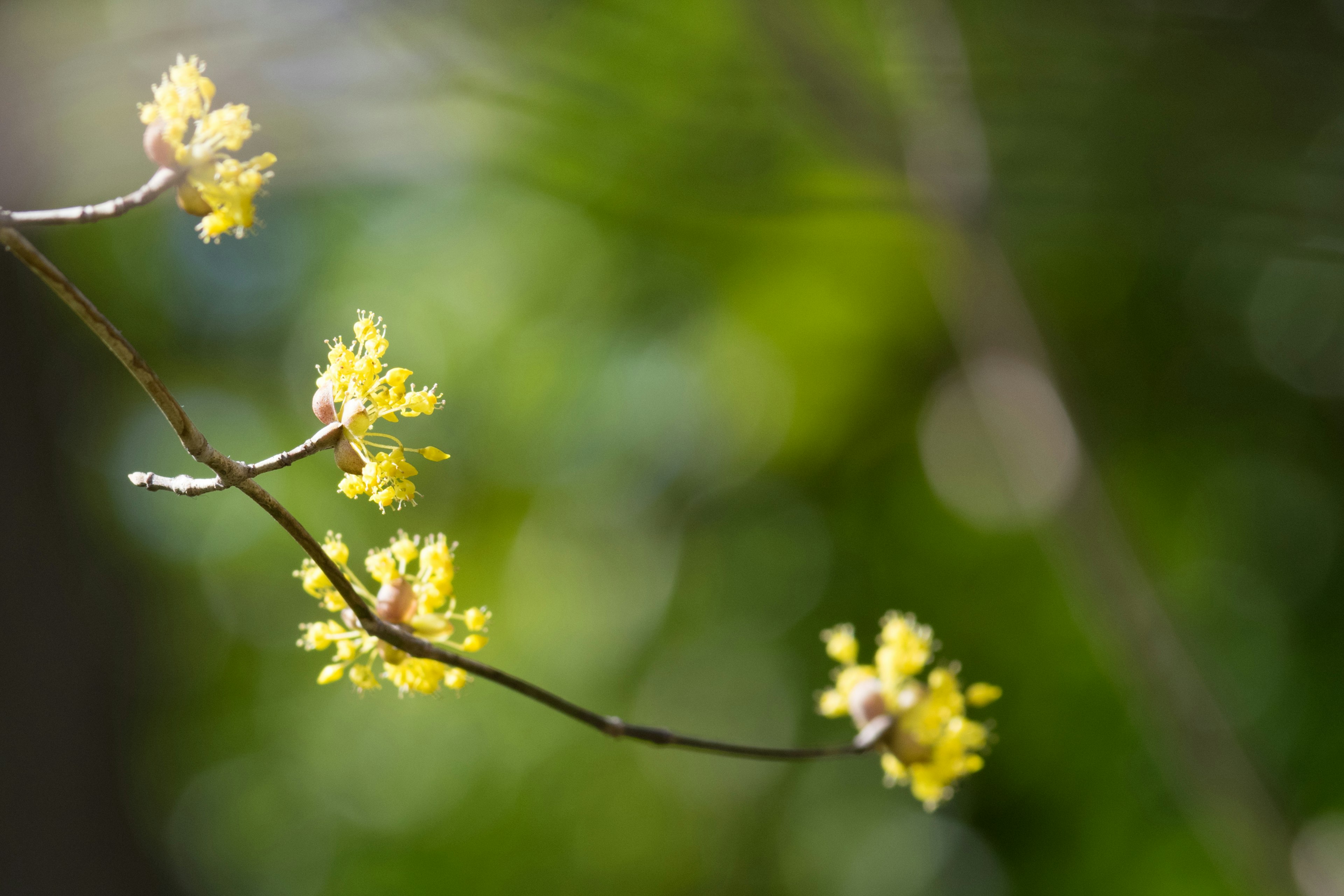 Primer plano de una rama con flores amarillas fondo desenfocado