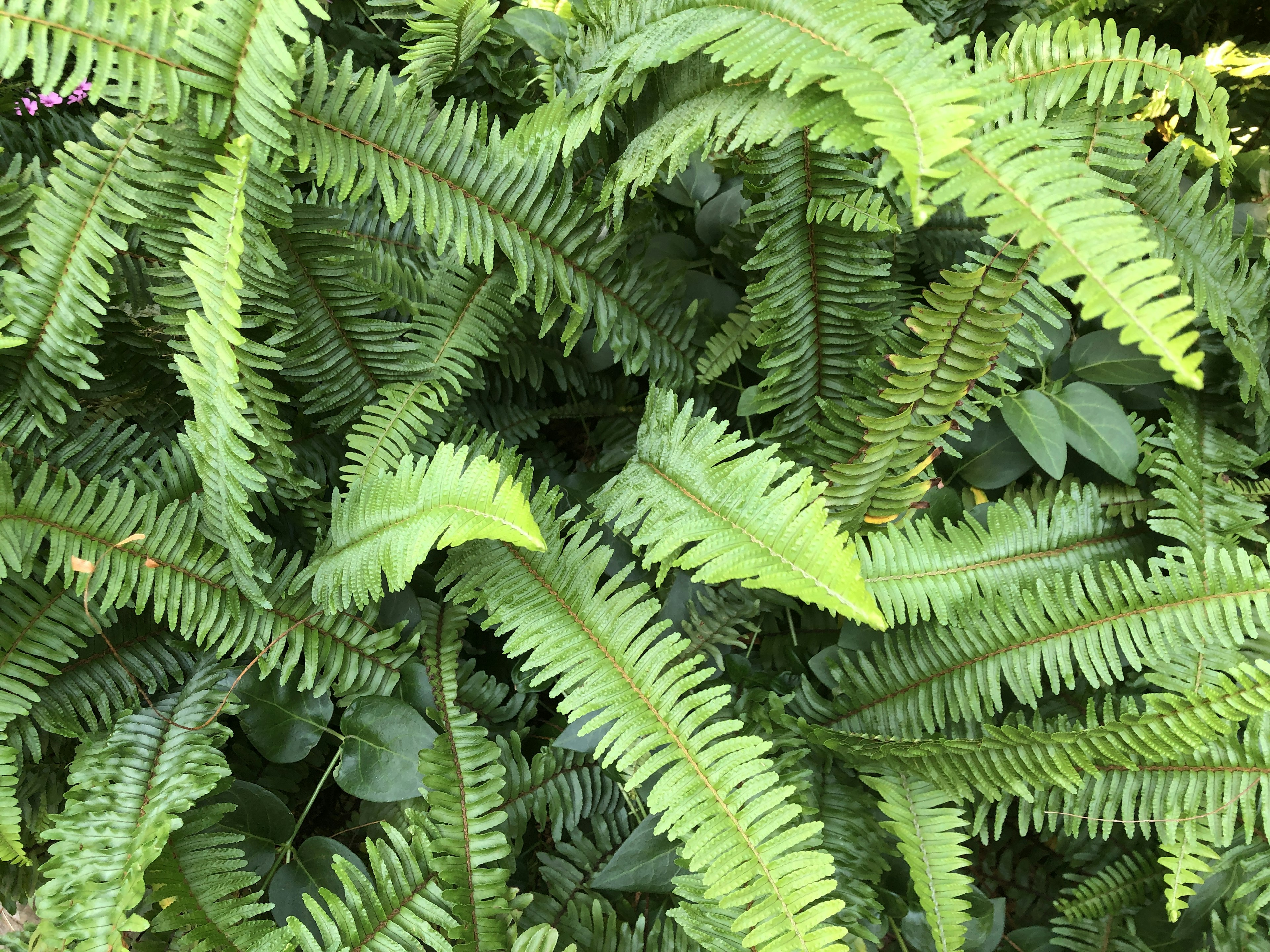 Feuilles de fougère vertes denses avec différentes formes