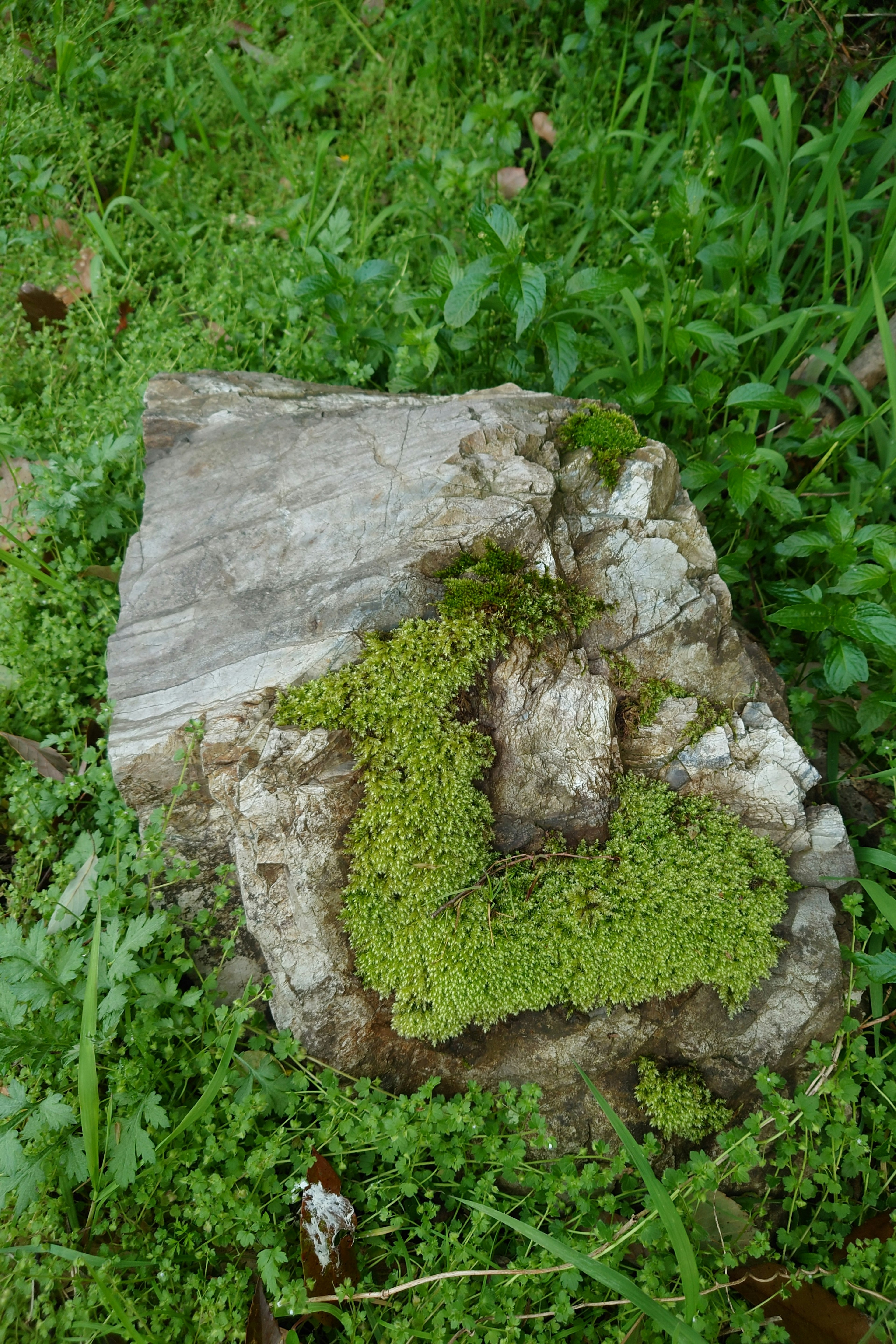 Green moss covering a wooden stump with grass surrounding it