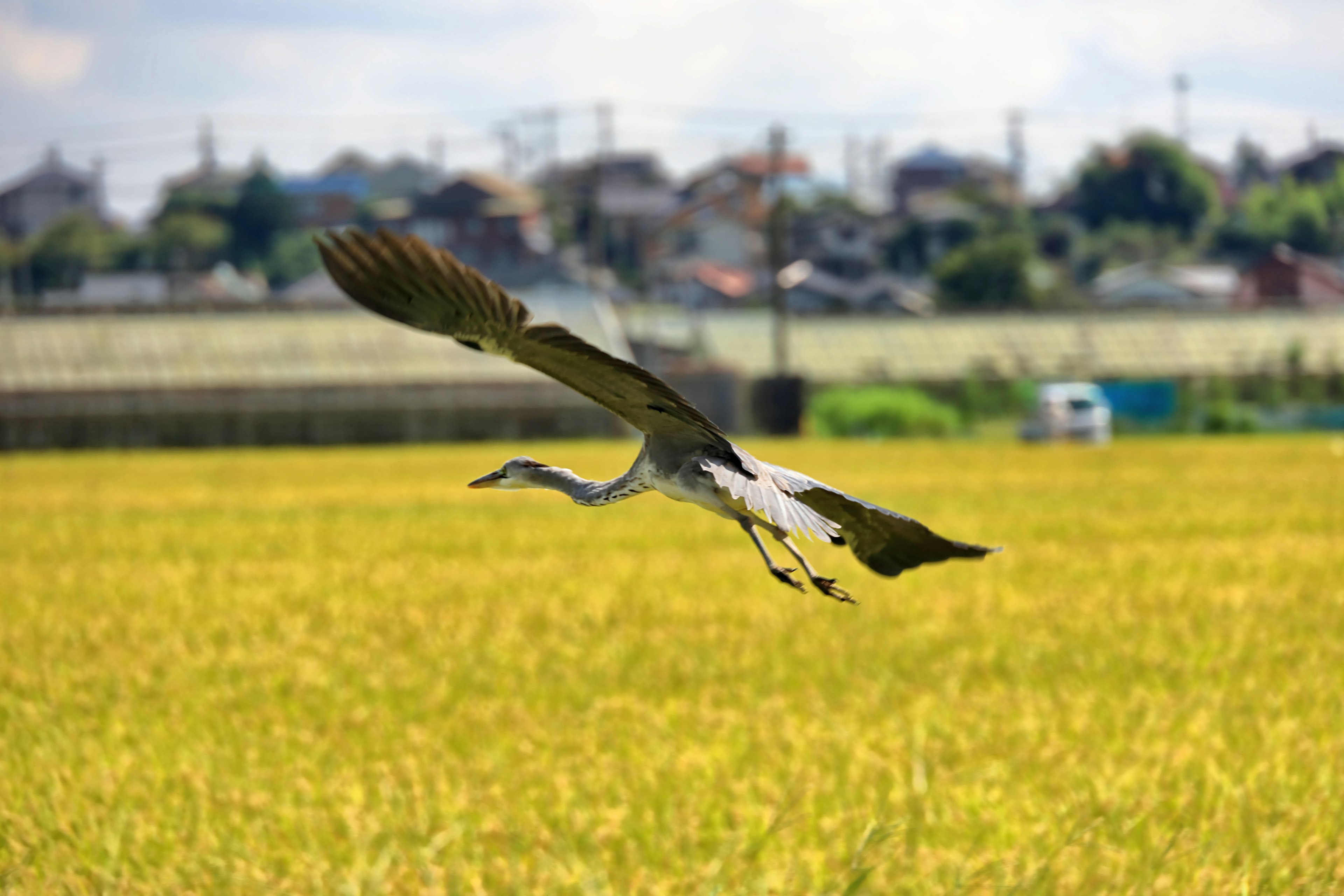 Una garza volando sobre campos de arroz bajo un cielo azul