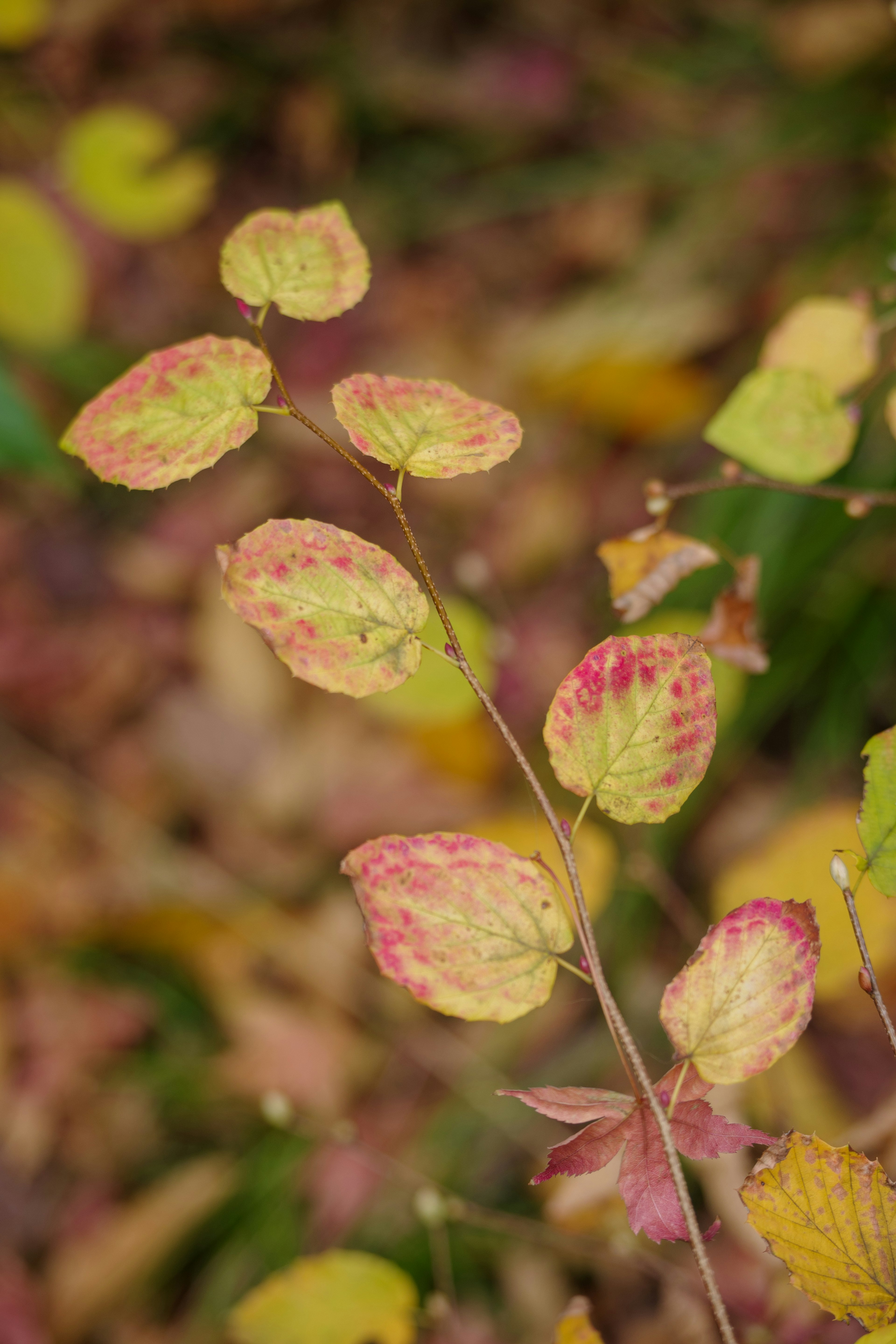 色とりどりの葉が特徴的な植物のクローズアップ写真