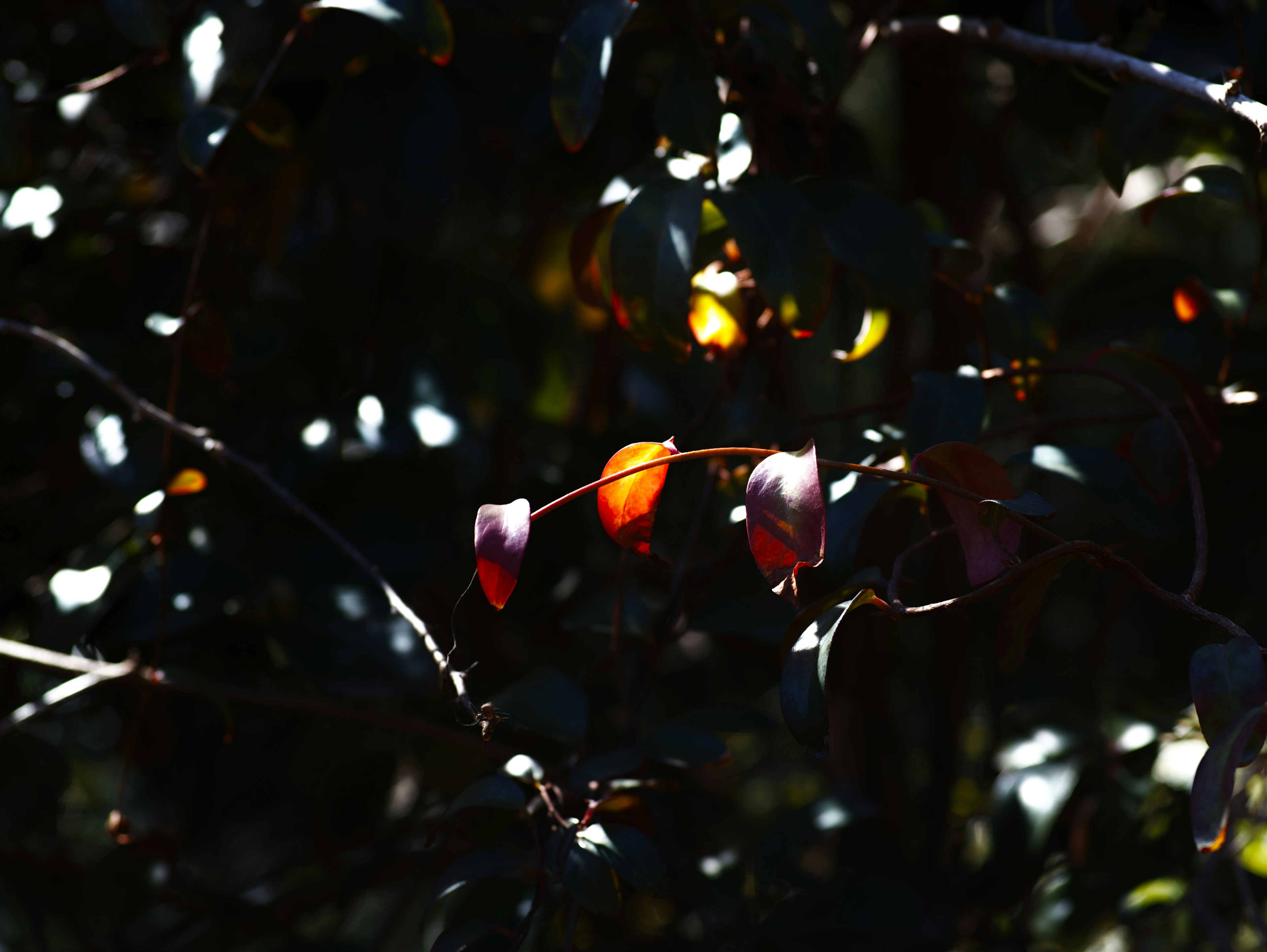 Budos de flores rojas y hojas verdes sobre un fondo oscuro