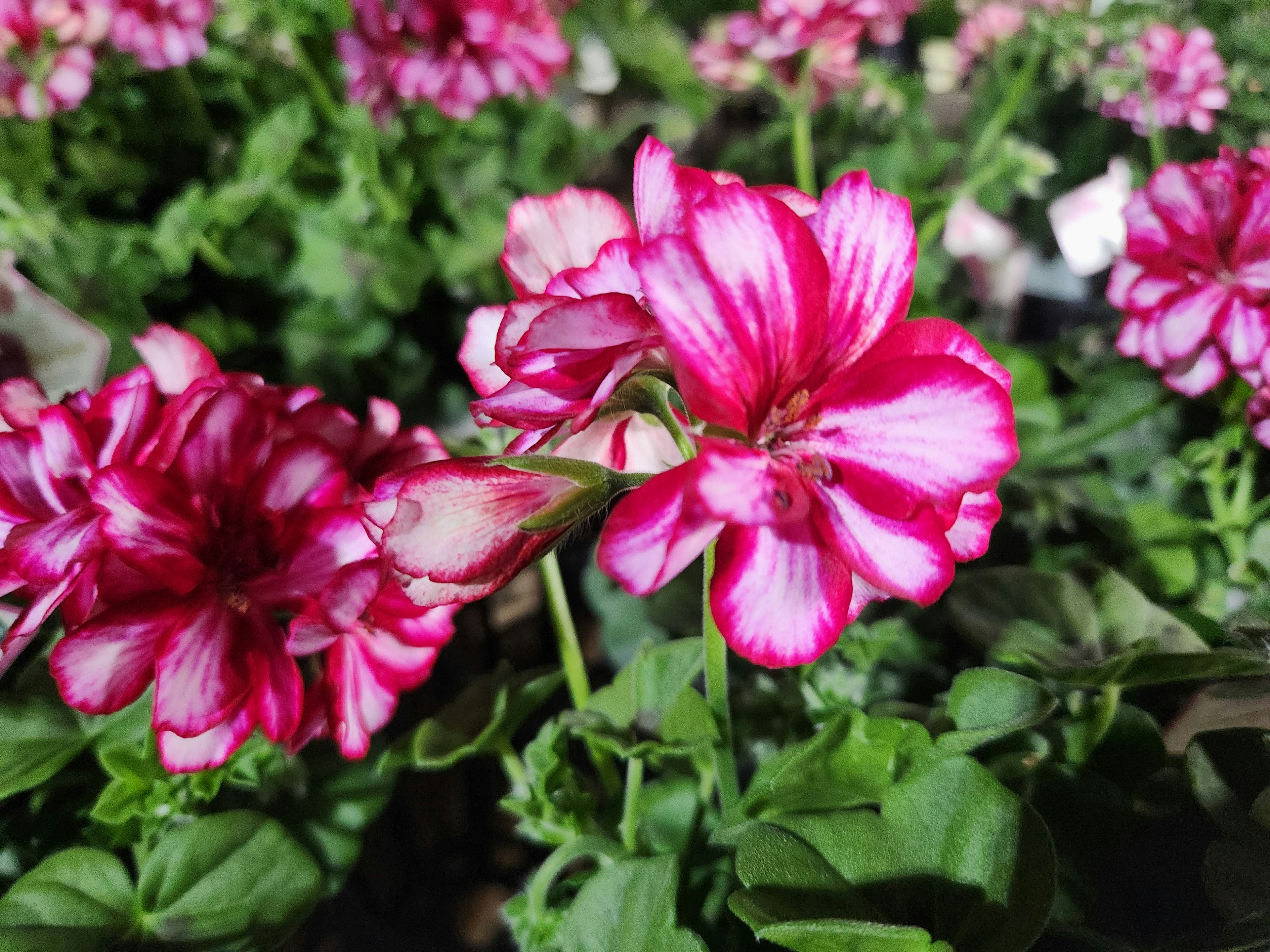 Flores de geranio rayadas de color rosa y blanco vibrantes