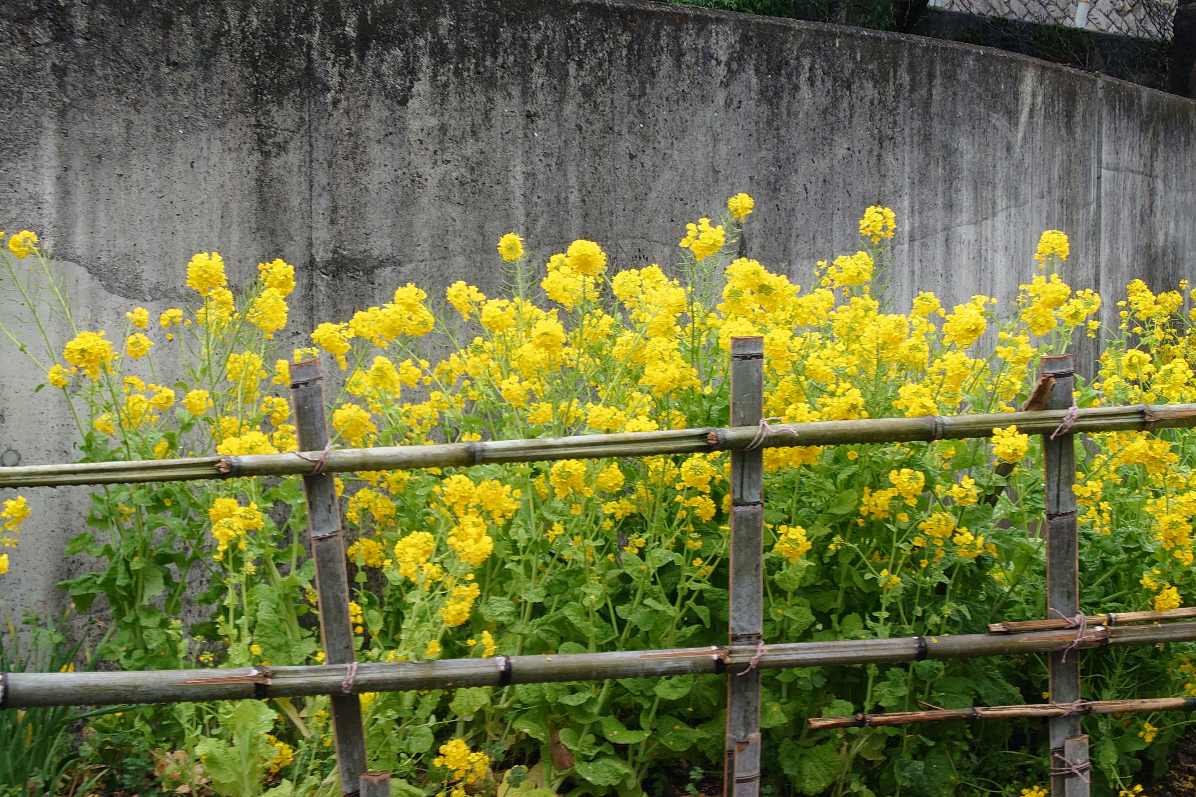 Un primer plano de flores amarillas floreciendo frente a una cerca de bambú y un fondo de concreto