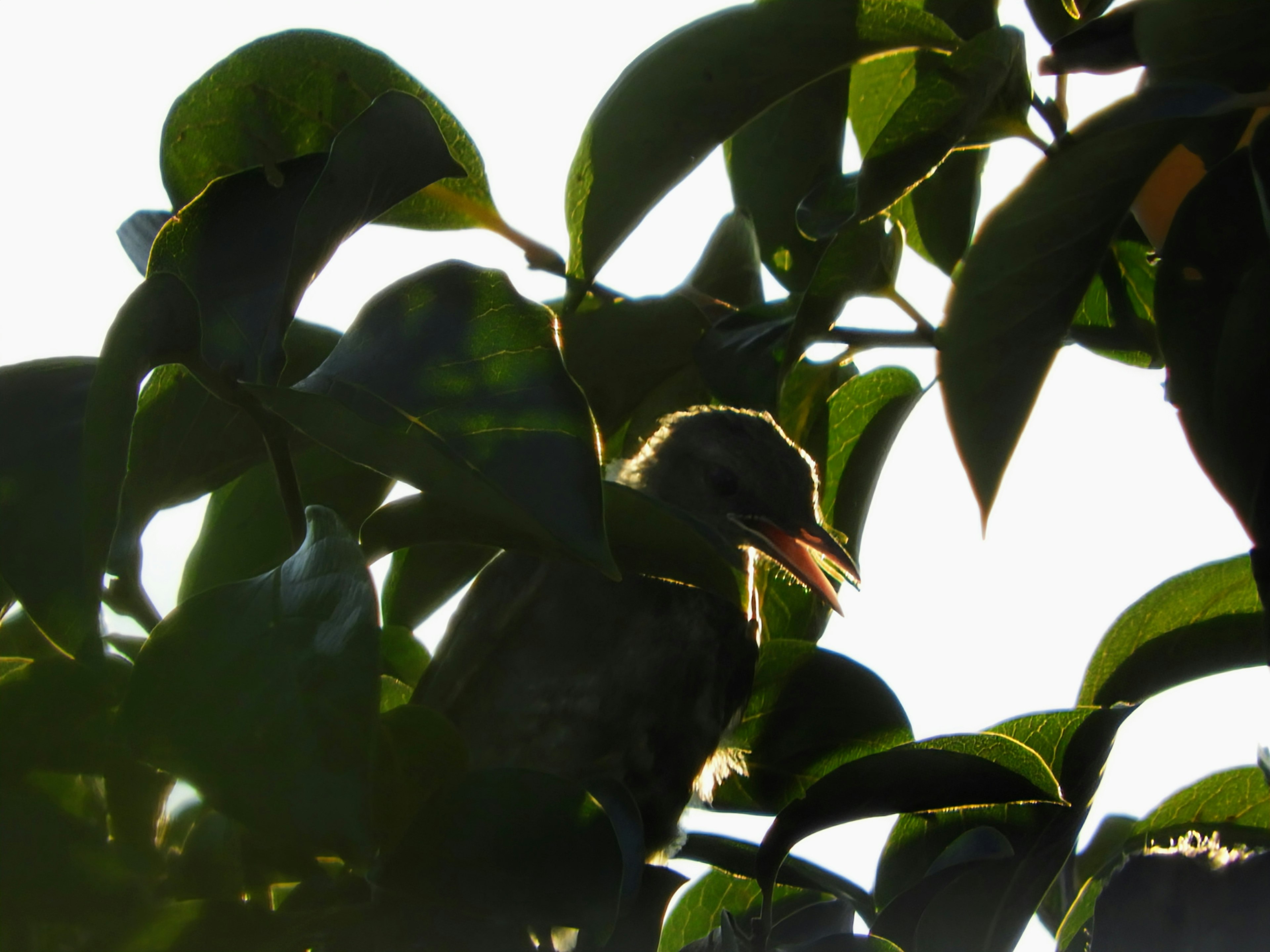 Silhouette eines Vogels, der zwischen Blättern im Gegenlicht versteckt ist