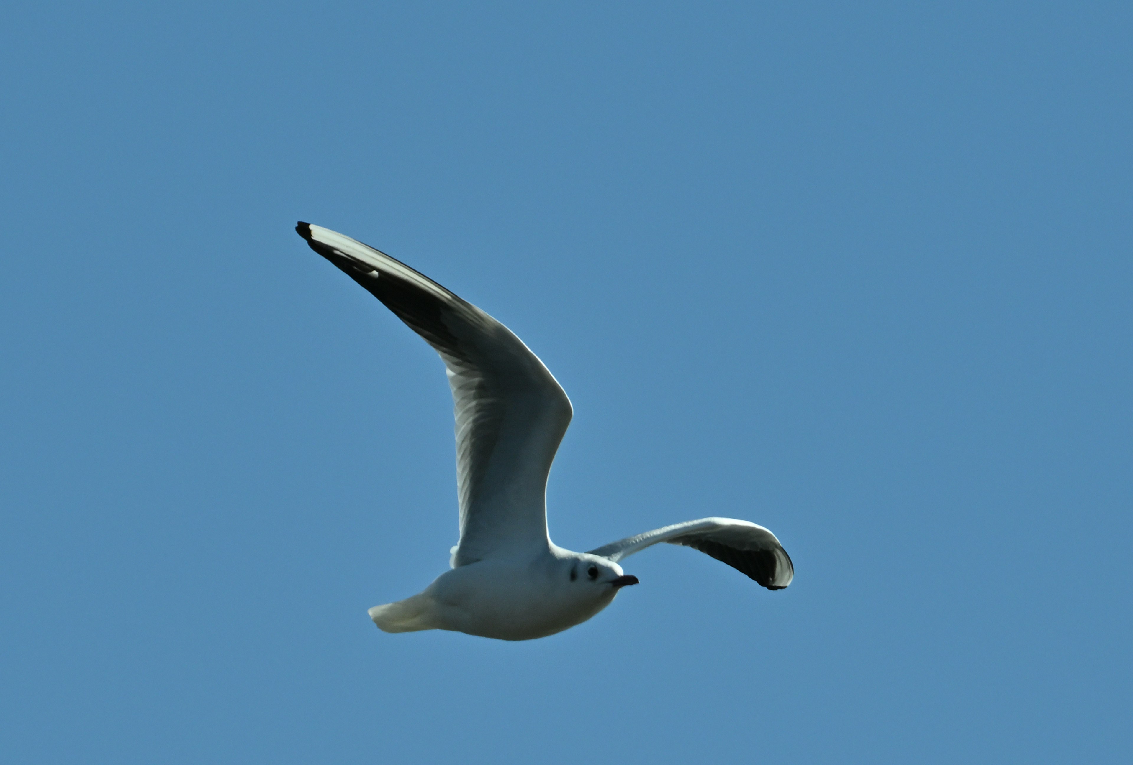 Seekor burung camar putih terbang melawan langit biru