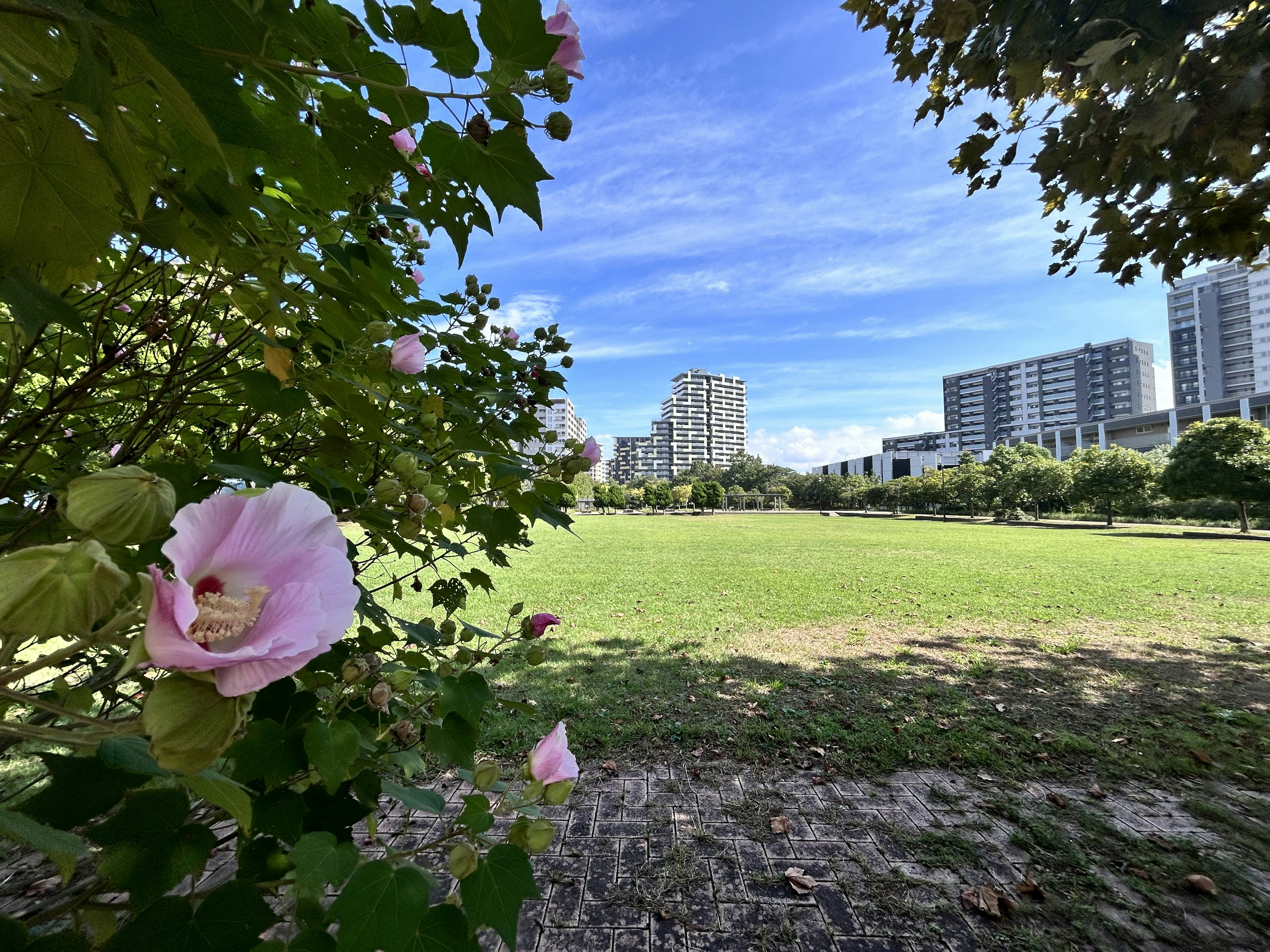 Parkszene mit rosa Blumen und einem strahlend blauen Himmel