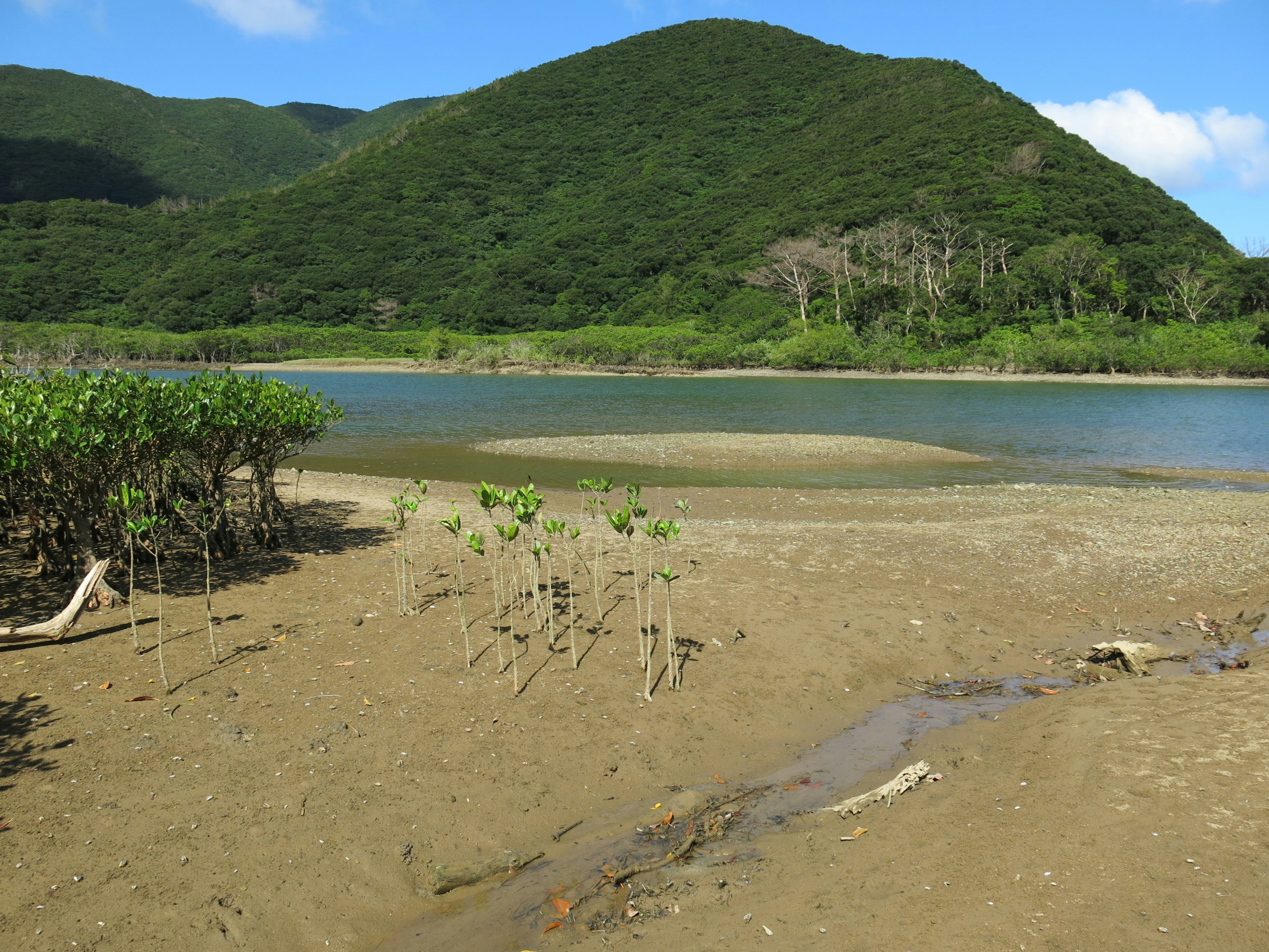 美しい青い水と緑の山々に囲まれたマングローブの湿地